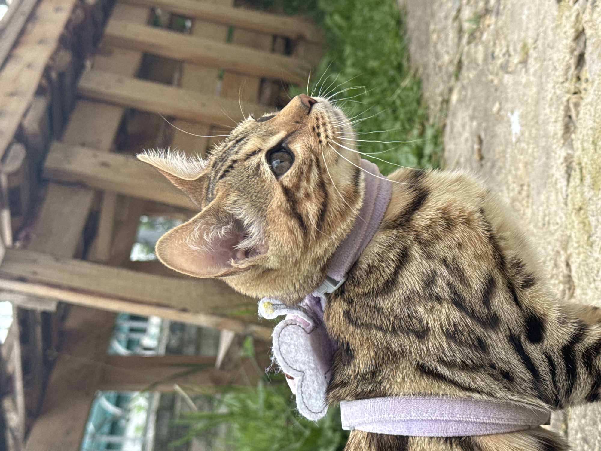 A close-up, side-profile, medium shot of a young tabby cat wearing a purple harness and a small, white, cloud-shaped decoration with pink accents on its collar. The cat is facing right, with its head turned slightly towards the right of the frame. Its fur is brown with dark tabby markings. The cat's eyes are open and appear to be green or hazel. Its whiskers are long and white. In the background, there is out-of-focus green grass and a wooden structure made of rough-hewn planks. The ground in the foreground is dirt and gravel. The lighting suggests it is daytime. The image does not contain any specific visual cues to determine its location in Rzhev, Russia.