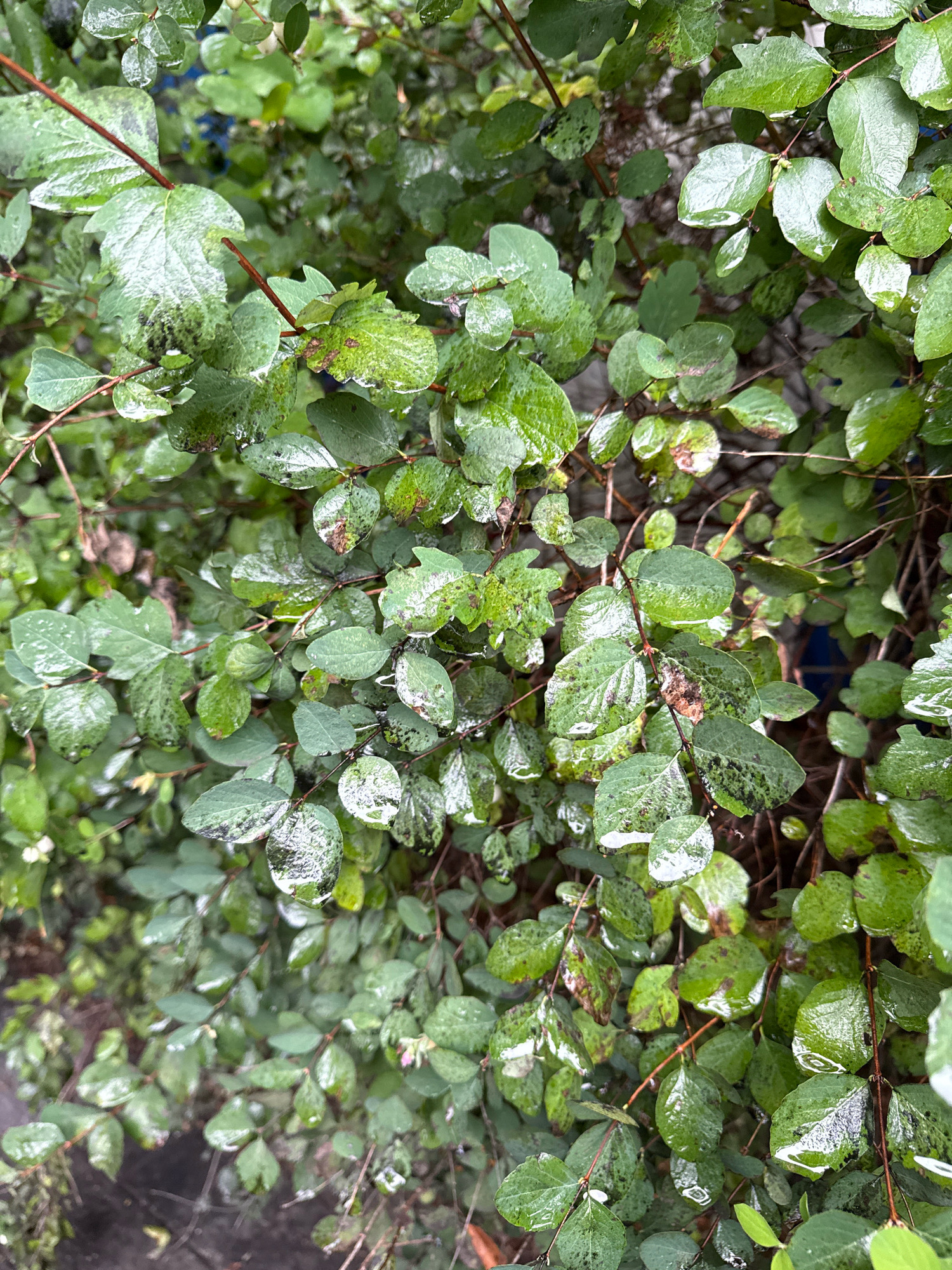 The image depicts a close-up view of wet green foliage, likely from a bush or tree, in an outdoor urban setting. Numerous leaves are covered in water droplets, indicating recent rainfall or irrigation. Some leaves show discoloration with brown spots and darker patches, suggesting potential natural aging, disease, or damage. Thin, reddish-brown branches are interspersed throughout the leaves, providing structural support. The background is blurred and indistinct, but hints of a darker, possibly paved surface and other vegetation are visible. The overall impression is of a natural element within an urban environment, captured after precipitation. There are no people, animals, or specific man-made objects clearly identifiable in the scene. The scene is consistent with a park, garden, or street-side greenery in Kaliningrad, Russia.