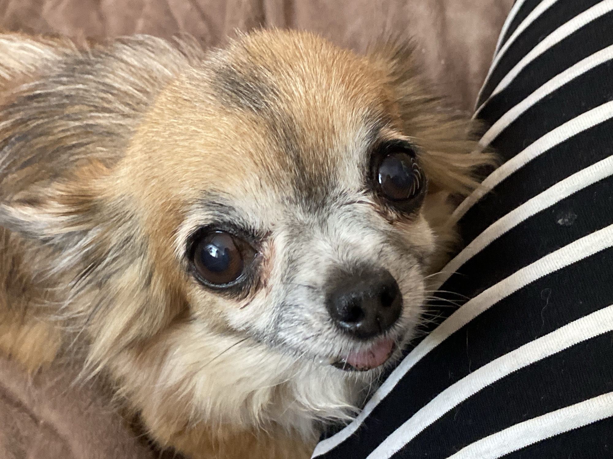 A close-up, low-angle shot shows the face of a small, tan and white dog. The dog's head is tilted to the right, with its eyes looking directly at the camera. Its tongue is slightly extended. The dog is wearing a black and white striped garment. The background is a soft, brown textured surface. There is no information about the location in Maykop, Russia.