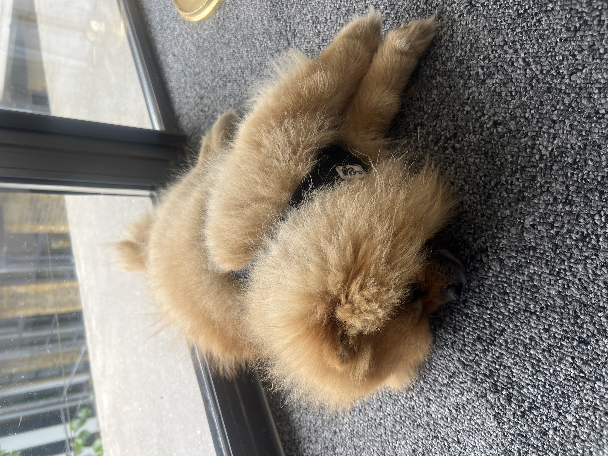 A fluffy, light-brown dog, possibly a chow chow puppy, is lying curled up on a grey carpet. The dog is wearing a black collar with a white tag. The location appears to be indoors next to a window. Through the window, there is a view of an exterior building and green plants. The exact location in London, United Kingdom, cannot be definitively determined from the image.