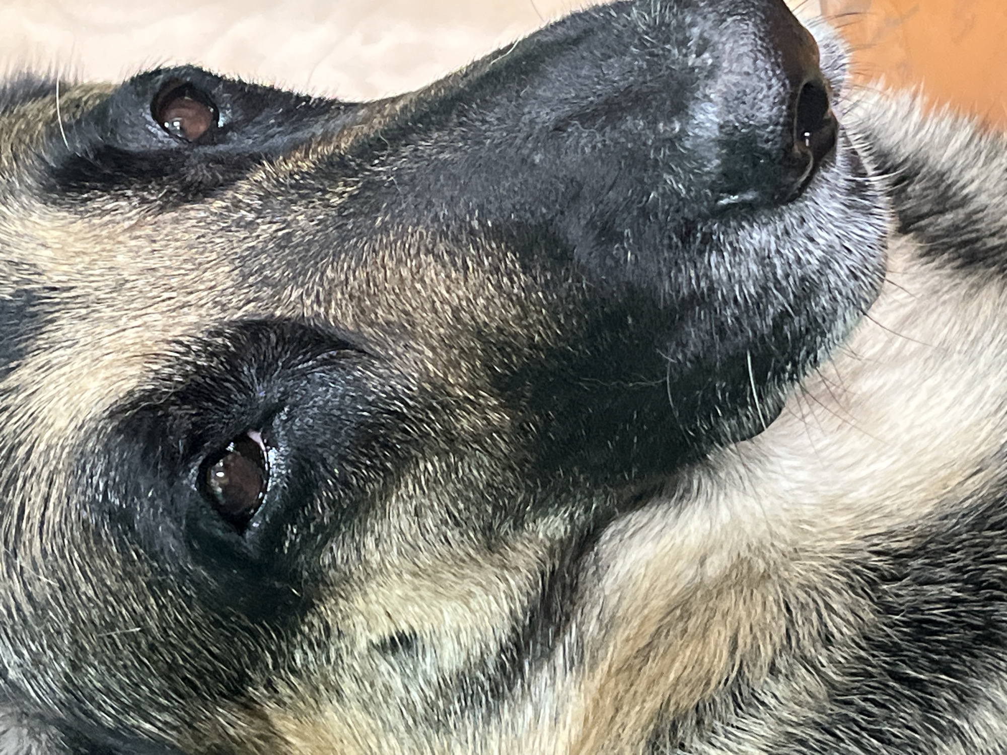 The image is a close-up, horizontal shot of the face of a German Shepherd dog. The dog's fur exhibits the breed's characteristic tan and black markings. The dog's dark brown eyes are visible, as is its wet, black nose. The background is out of focus and appears to be a light-colored wall or surface. There is no indication of the dog's location in Nizhny Tagil, Russia, or any other specific location. The image focuses solely on the dog's facial features.