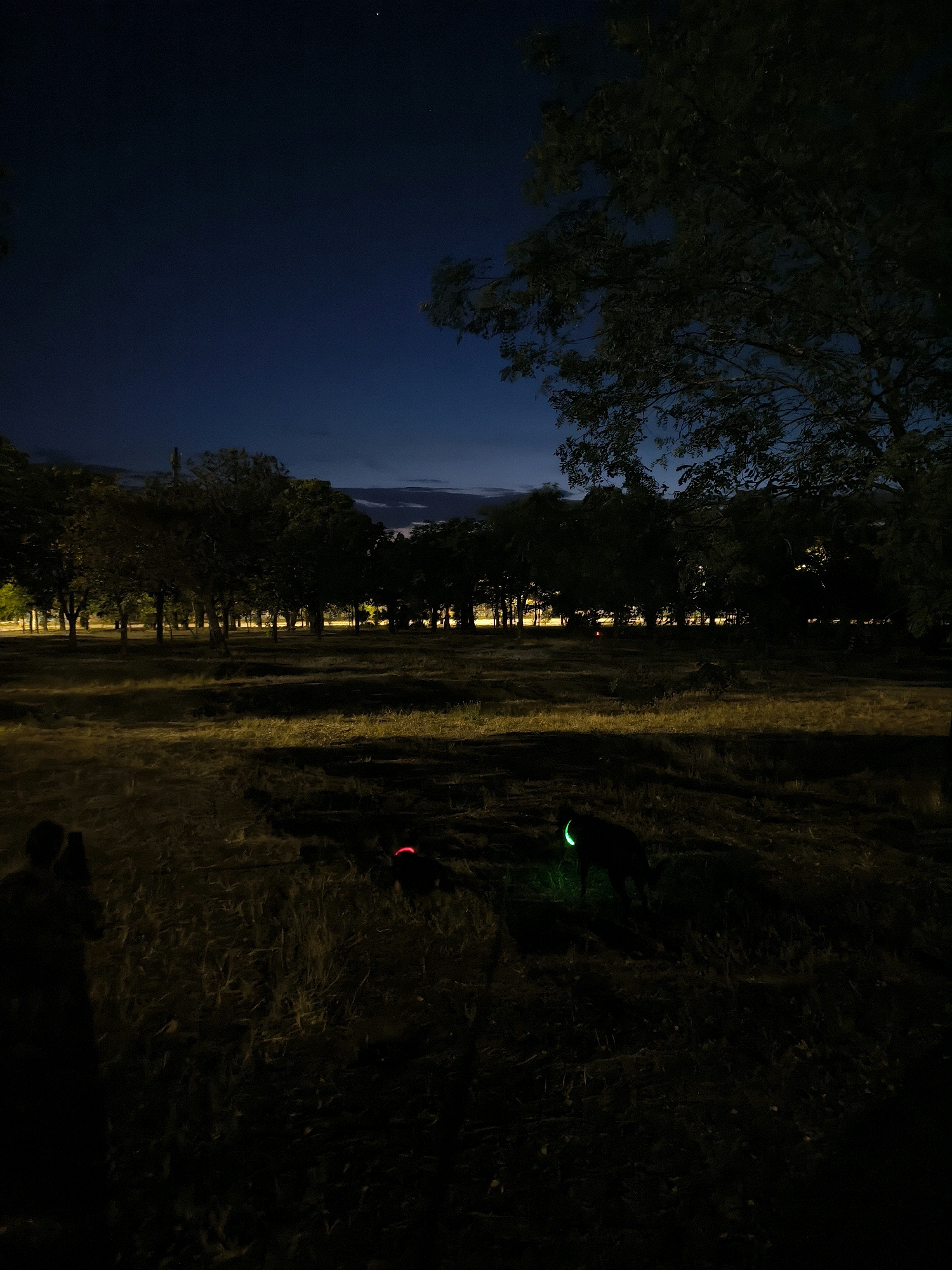 At night, a grassy field is illuminated by distant lights and the glow of two dogs' collars. In the foreground, a person stands silhouetted on the left. To the right of the person, one dog wears a red glowing collar, and further to the right, a second dog sports a green glowing collar. The background features a line of trees with lights visible between them. The sky above is dark blue with a few visible stars. The scene appears to be in a park or open area.