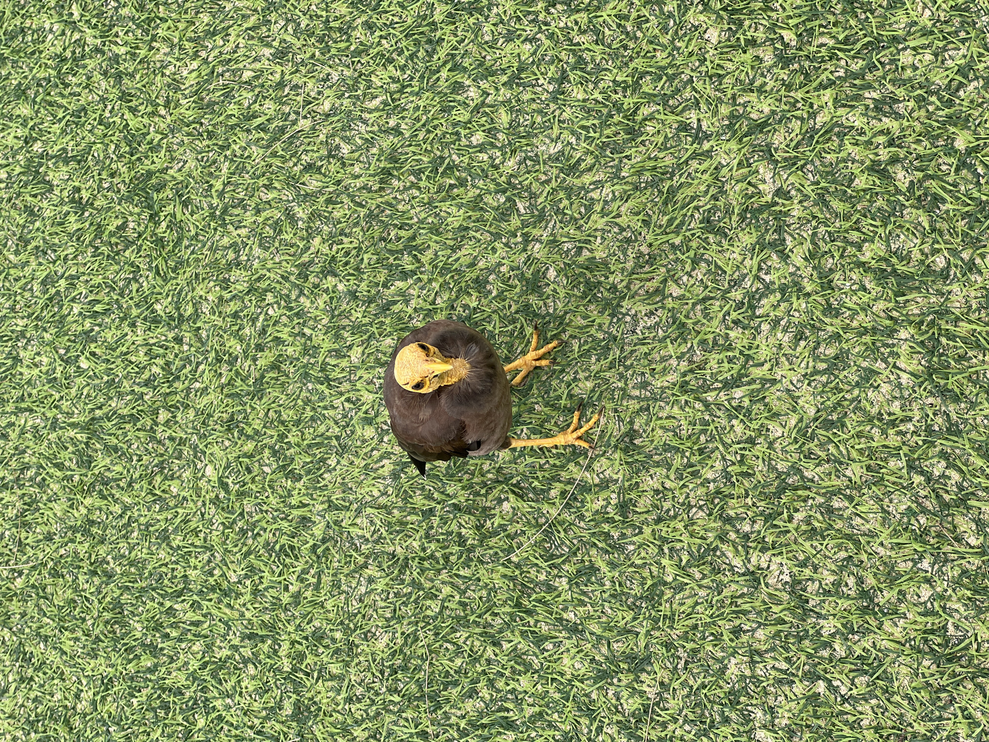 A bird with dark brown feathers, a yellow face, and yellow legs stands on a patch of green grass. The bird is facing forward, looking directly at the camera. The grass is short and appears to be artificial turf, with visible sand or dirt beneath it. The lighting suggests it is daytime.