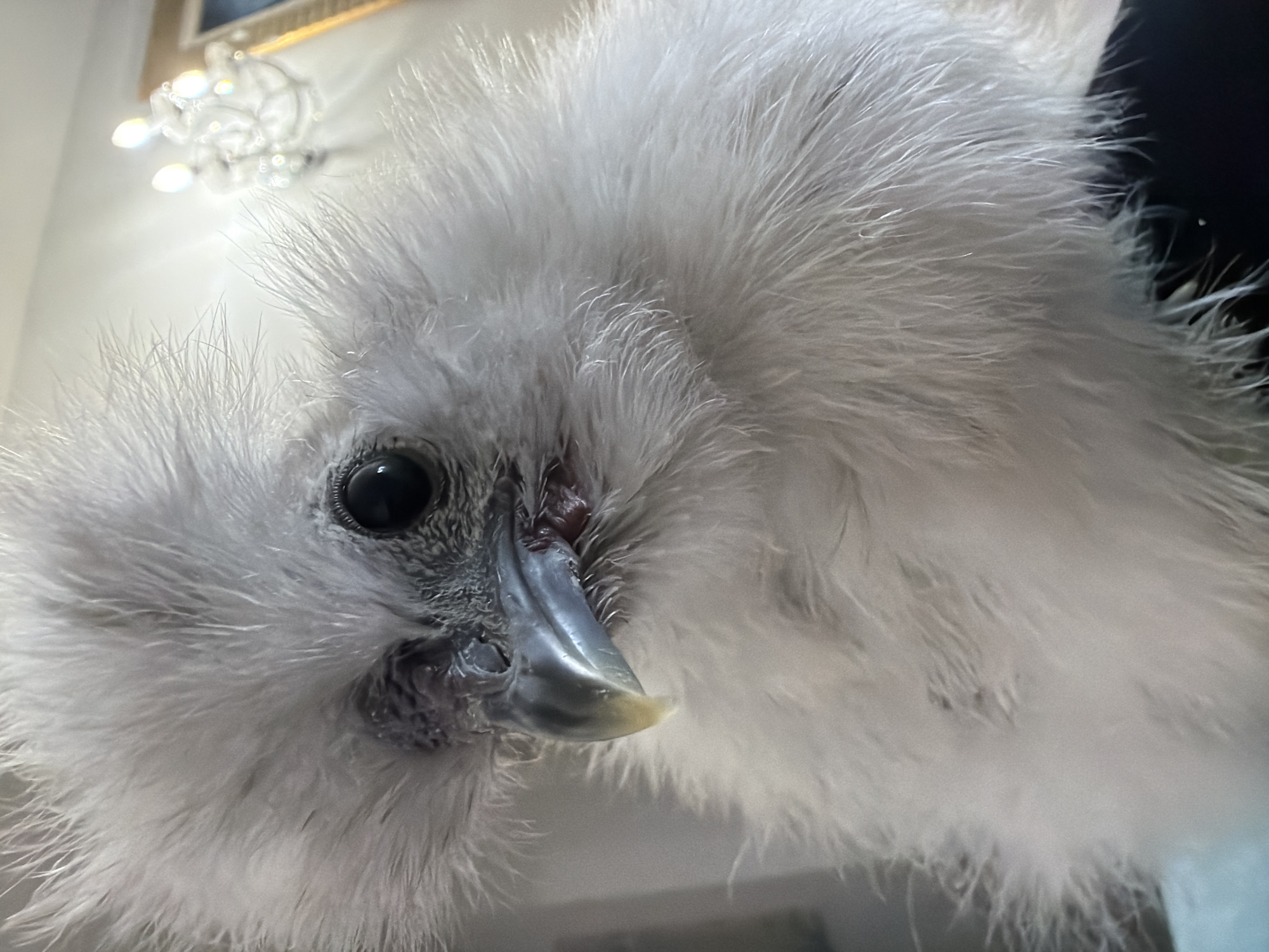 A close-up, low-angle, eye-level medium shot shows a fluffy white Silkie chick indoors. The chick is facing the viewer, with its head tilted slightly to the left. Its large, dark eyes are prominent against its white plumage. The chick's beak is visible, with a light yellow tip. The background is softly blurred, with a bright, ornate chandelier visible in the upper right corner. The lighting is bright and warm, creating a gentle glow around the chick. The overall impression is one of softness and innocence.