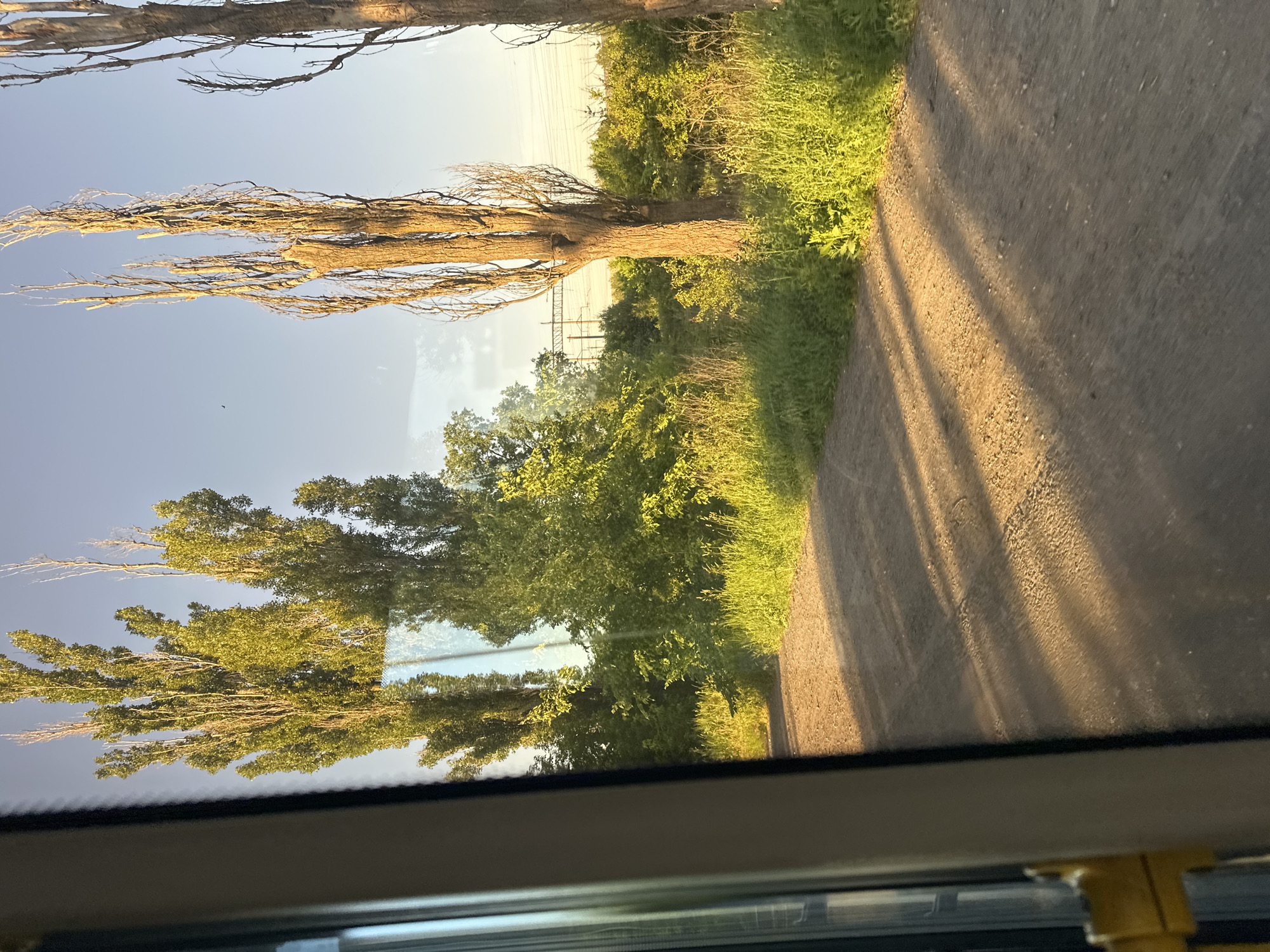 The image depicts a dusty dirt road passing through a rural area with lush green vegetation. Tall, slender trees, some with full foliage and others bare, line the road. In the background, power lines are visible against a clear blue sky. The sun, low in the sky, casts long shadows across the road, indicating it is either early morning or late afternoon. The scene appears to be in the village of Dmytrivka, Ukraine, based on the metadata. There are no people or animals visible in the image. The overall impression is one of natural beauty and tranquility, with the rustic road leading through a verdant landscape.