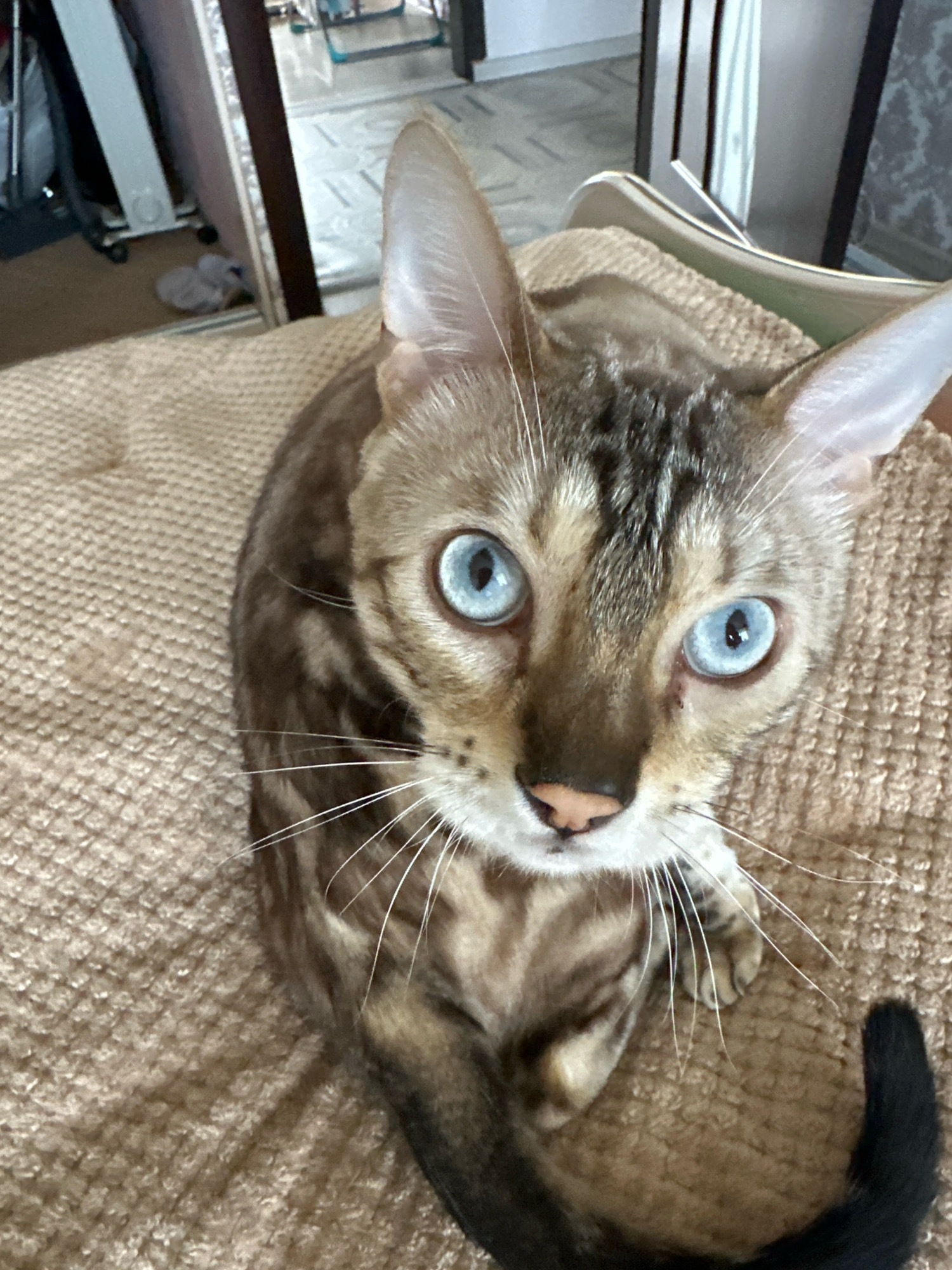 A Bengal cat with striking blue eyes and a spotted coat is the central subject of this image. The cat is positioned on a textured, beige surface, likely a blanket or sofa, and is looking directly at the camera. Its ears are large and prominent, and its whiskers are long and white. The cat's tail, which is black, is visible curled up. The background is blurred and out of focus, but appears to be an indoor setting. There are hints of furniture and possibly a closet or shelving unit in the background. The overall lighting is moderate, with no harsh shadows. The image is a close-up shot focusing on the cat's face and upper body. The specific location in the city of Energetik, Russia, cannot be determined from the visual information provided in the image.
