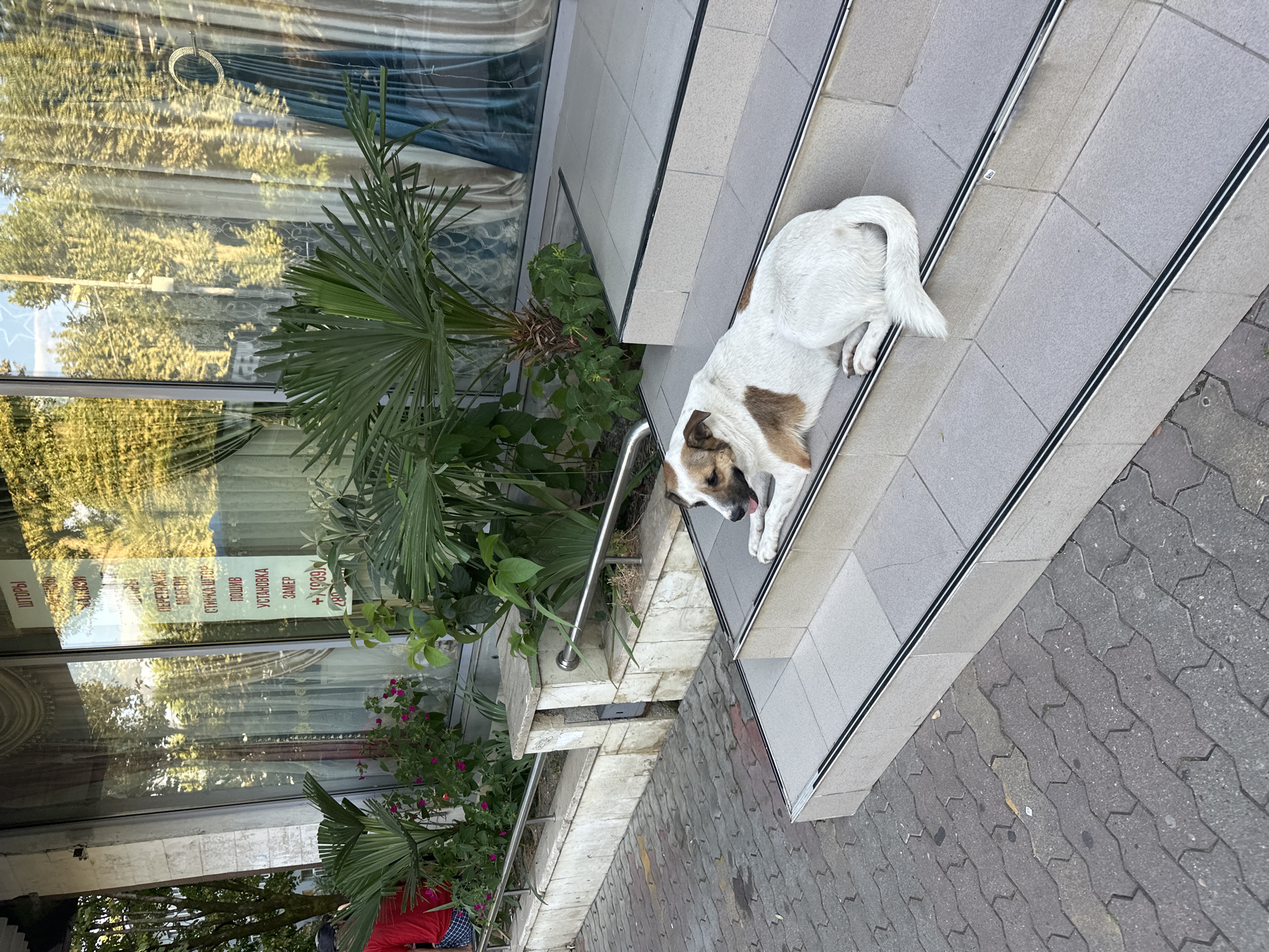 A medium-sized, short-haired dog with white and brown markings is lying down on the outdoor concrete steps of a building. The dog is positioned on the second step from the top, facing towards the left of the frame with its head slightly raised and its tongue visible. The building behind the dog appears to be a commercial establishment, with a large glass window displaying curtains and signage written in Cyrillic script. The signage mentions services related to curtains, upholstery, and dry cleaning. The environment outside the building features a sidewalk paved with interlocking concrete blocks, a metal railing, and various plants, including palm trees. The overall scene suggests a sunny day in a city, likely in Sochi, Russia, given the Cyrillic text and the presence of palm trees.