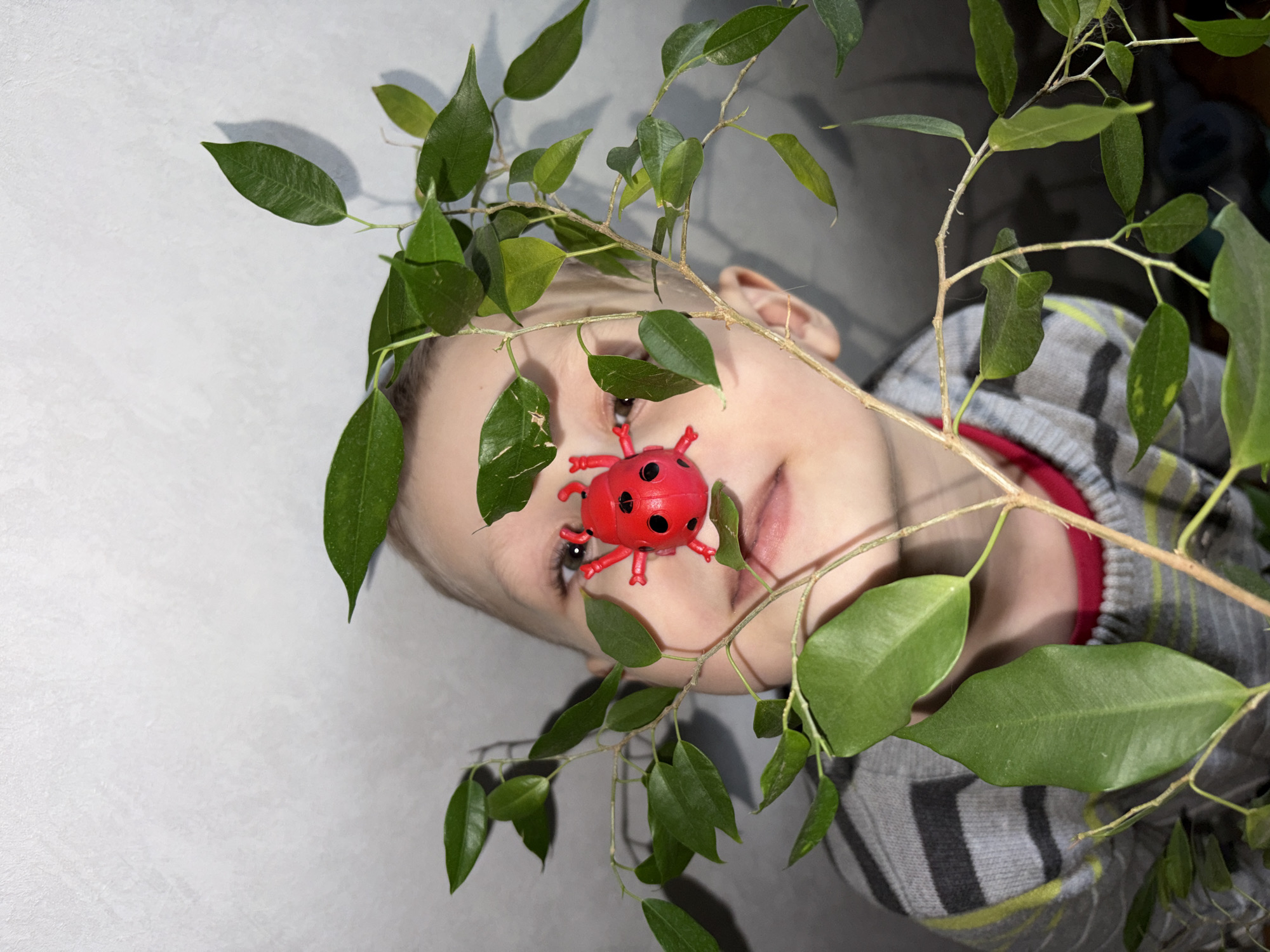A close-up portrait features a young child's face partially obscured by green leaves and thin brown branches of a plant. The child, with fair skin and dark eyes, gazes directly towards the viewer. A prominent red plastic ladybug toy, detailed with black spots and small red legs, is placed on the child's face, covering the left eye.
The child wears a garment with grey, black, and light yellow-green stripes, with a visible red trim at the neck. Numerous vibrant green leaves and slender brown branches of the plant frame the child's face, creating a natural, interwoven foreground element.
The background on the left is a light-colored, textured surface, possibly a white or light grey wall. The area behind the child's head and to the right is darker and less distinct, suggesting an indoor setting with varied lighting. The scene conveys a playful and intimate moment. No text is visible in the image. The time of day and external weather are not discernible.