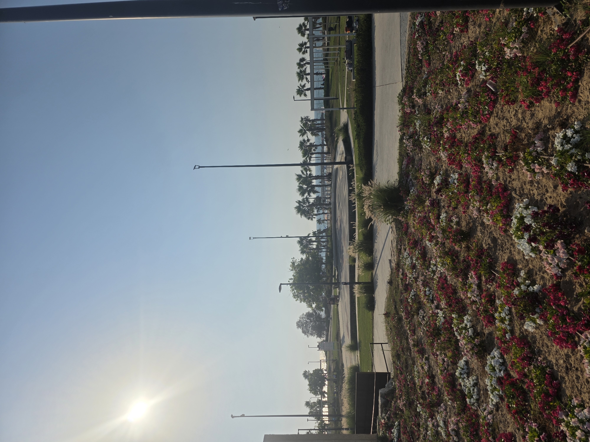 This image depicts a view of a coastal park area in Ashkelon, Israel, on a sunny day. In the foreground, a bed of vibrant pink, white, and red flowers is spread across sandy soil. Beyond the flowers, a paved pathway curves through a grassy area with sparse vegetation and ornamental grasses. Further back, a street or promenade runs parallel to the coastline.
The middle ground features a line of palm trees and other greenery, separating the park area from the sea. In the distance, the blue sea is visible, with a few people on the beach or near the water. The sky is a clear, bright blue, with the sun shining strongly from the upper left, casting a lens flare. Several lampposts are strategically placed throughout the park, and a tall, dark pole stands on the right edge of the frame, likely part of a street light or sign. The overall scene conveys a sense of a well-maintained public space designed for relaxation and recreation by the sea.