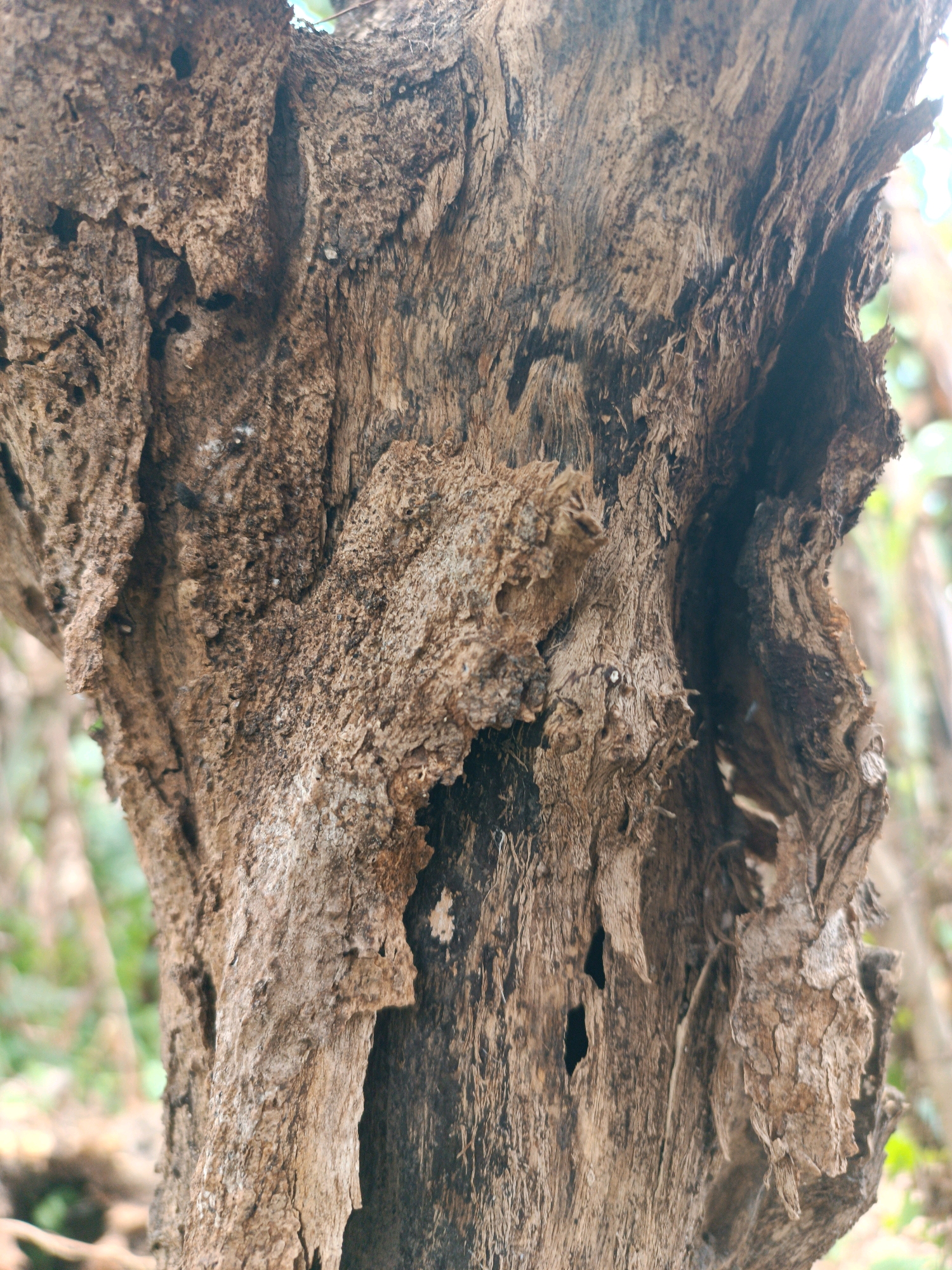 The image shows a close-up, detailed view of the weathered bark of a tree trunk. The bark is rough, deeply grooved, and appears to be in a state of decay, with some peeling sections and small holes. The texture is a mix of earthy brown and gray tones, with lighter patches that could be lichen or mineral deposits. The background is blurred, suggesting foliage and possibly other trees, indicating an outdoor, natural setting. The lighting suggests it is daytime, with some sunlight filtering through. There are no people or animals visible in the frame. The image captures the intricate details and textures of aged wood.