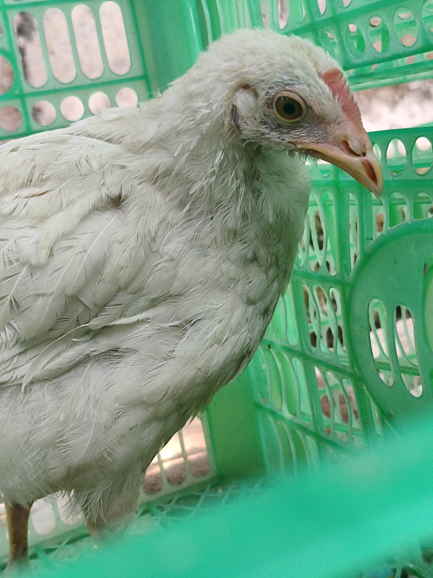 A white chicken is partially visible inside a green plastic basket. The chicken's head and upper body are in focus, showing its light-colored feathers, a dark eye, and a beak with reddish-orange markings. The basket has a lattice-like structure with oval and circular openings. The background appears to be outdoors, with some blurry light and darker shapes visible through the basket's openings. The image is cropped close to the subject, with a significant portion of the foreground also appearing out of focus and a bright green hue. The setting is specified as Sukasejati, Indonesia.