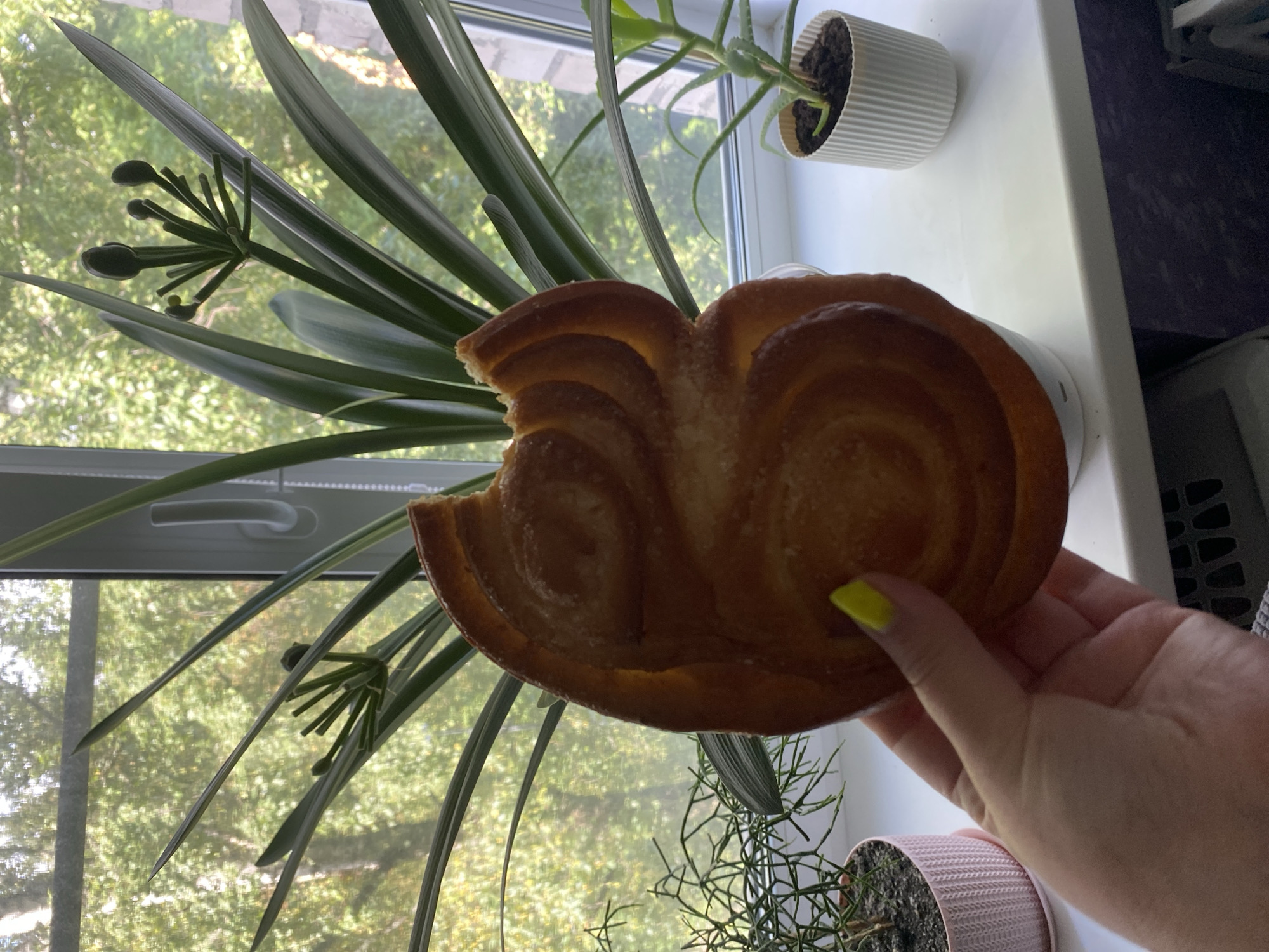 A person's hand with bright yellow nail polish is holding a partially eaten pastry in front of a window. The pastry is golden brown with visible swirl patterns and appears to be sprinkled with sugar. Behind the pastry, a large green plant with long, slender leaves dominates the frame. The plant has a cluster of dark green buds at the top. To the left of the large plant is a smaller, spiky green plant in a pink textured pot. To the right, a succulent plant with green leaves is in a white ribbed pot. The window behind the plants offers a view of trees with green foliage, suggesting it is daytime and likely summer or early autumn. The scene is set indoors, on a windowsill. The image was taken in the city of Lomonosov, Russia.
