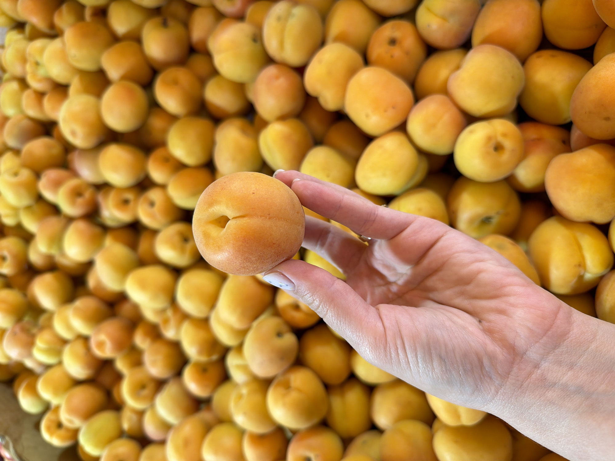 A close-up shot depicts a hand holding a single apricot amidst a larger pile of apricots, presumably in Ramat Gan, Israel. The apricots are yellow-orange and rounded in shape. The hand holding one of the apricots is pale, with manicured fingernails. The apricots are densely packed.