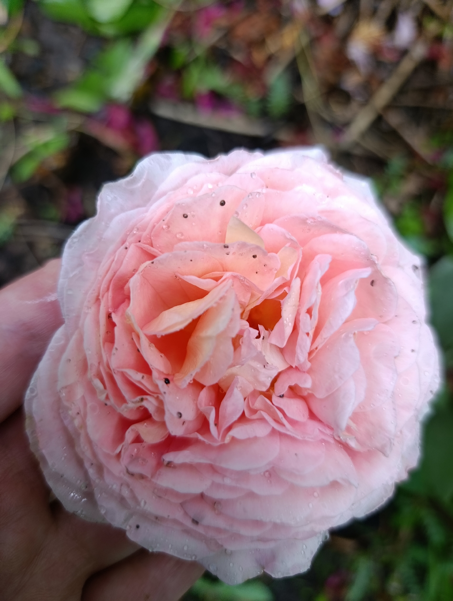 A close-up, eye-level, outdoor shot features a pale pink rose, held by a partially visible hand on the left. The rose is in full bloom, with numerous soft, layered petals. Small dark specks and water droplets are visible on the petals. The background is blurred, showing green foliage and hints of brown branches and dark pink flowers. The image is likely taken in a garden setting. No identifiable landmarks or city-specific features are present in the image to confirm its location in Bratske, Ukraine.