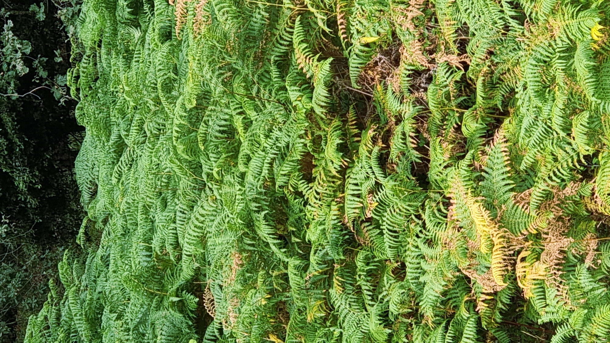 This is a full-frame, eye-level, medium shot of a dense wall of ferns. The ferns are a vibrant green, with some fronds showing signs of browning and drying, particularly on the right side of the frame. The fronds are intricately detailed, with many small, serrated leaflets. The lighting suggests it's daytime, possibly late afternoon, as there are some highlights and shadows that create depth. The background on the left is darker, showing hints of other vegetation, possibly trees or bushes, creating a natural, outdoor setting. The overall impression is one of lush, wild growth. There is no visible text in the image, nor any people or specific objects that stand out. The scene evokes a sense of nature's abundance and the cycle of growth and decay. The location context of Les Planes d'Hostoles, Spain, suggests this could be a common sight in the region's natural landscapes.