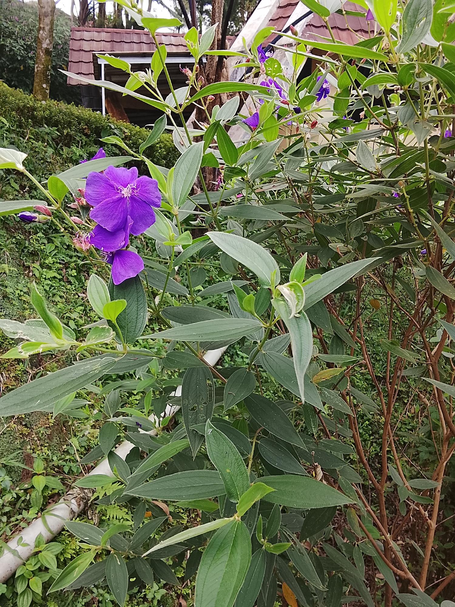 A close-up shot captures a vibrant purple flower in bloom, its petals unfurling against a backdrop of lush green foliage. The flower, the focal point of the image, is a striking contrast to its surroundings, with delicate stamen visible at its center. Several buds and wilting flowers are also present, hinting at the life cycle of the plant. The surrounding leaves are a deep green, some showing signs of wear with small holes and brown edges. The environment appears to be a garden or natural setting, possibly in Baturaden, Indonesia, given the tropical-looking vegetation. In the background, a structure with a reddish-brown tiled roof peeks through the leaves, suggesting it might be a building or shelter. The scene is characterized by its natural beauty and the vibrant colors of the flora.