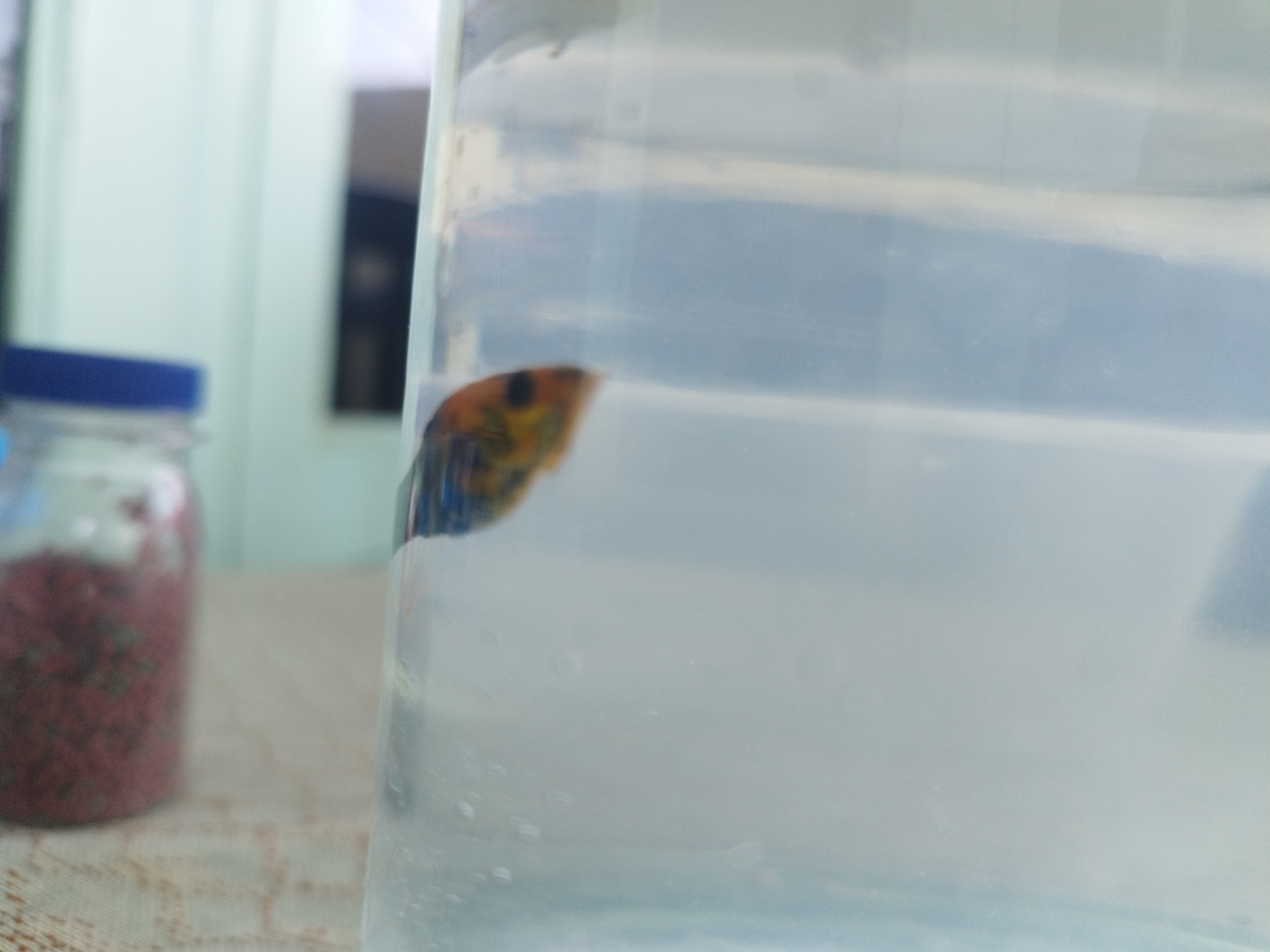 In Sumenep, Indonesia, a close-up, slightly out-of-focus image captures a betta fish swimming in a clear plastic container. The fish exhibits vibrant orange and blue coloration. To the left of the container, a blurry glass jar filled with red fish food is visible. The background consists of a light-colored wall, suggesting an indoor setting.