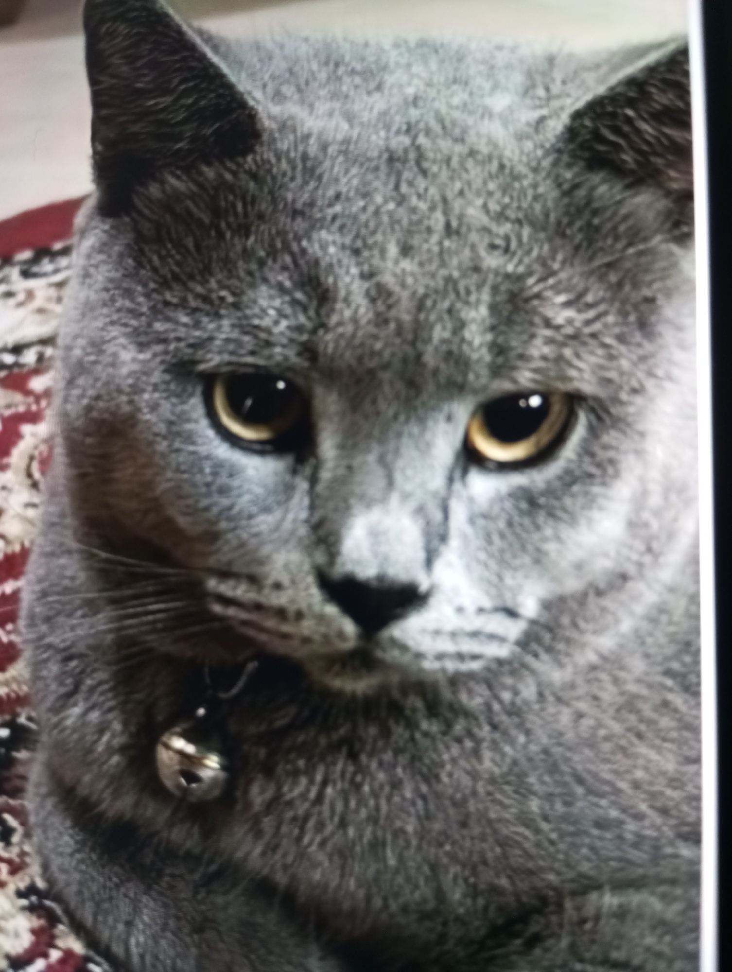 A close-up shot captures a grey British Shorthair cat with amber eyes. The cat is wearing a small, silver bell on a thin collar around its neck. The background features a blurry red and beige patterned rug. The image is a still photograph and does not depict any specific location in Zahorna, Moldova.