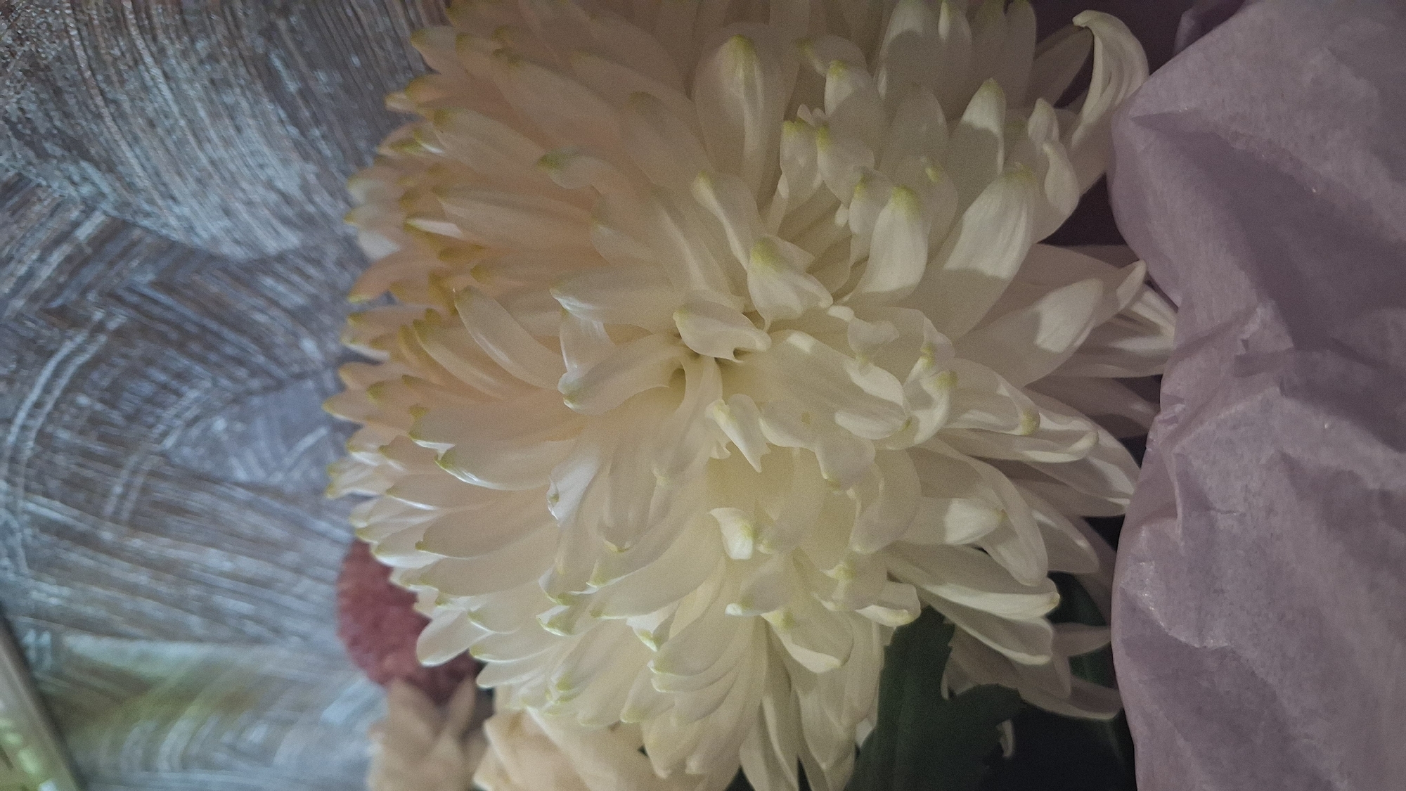 A close-up, vertical shot captures a large, creamy white chrysanthemum with delicate, pale green tips on its petals. The flower is the dominant subject, filling the majority of the frame with its intricate layers. In the background, a textured, greyish surface with linear markings suggests a wall or backdrop. In the foreground, a crumpled piece of light purple paper adds a soft, textured element. The lighting is soft, casting subtle shadows and highlighting the delicate details of the flower. There is no indication of the city of Koltsovo, Russia, or any specific location within it. The image appears to be an indoor still life arrangement.