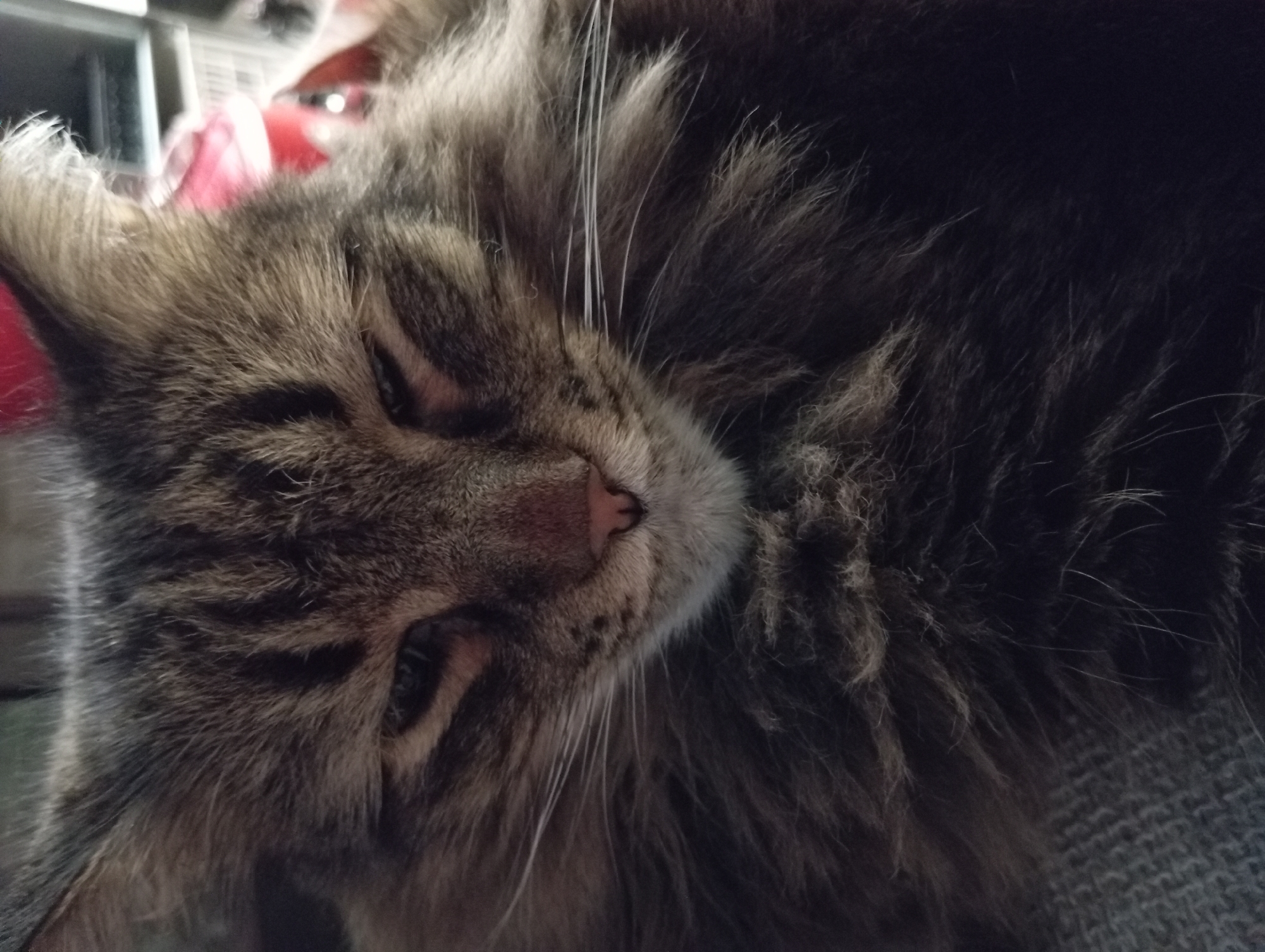 The image is a close-up, head-on shot of a long-haired tabby cat. The cat is looking down with its eyes partially closed. The cat's fur is a mix of brown, black, and grey tabby markings. Its whiskers are long and white. The background is out of focus, but appears to be an indoor setting with some blurred objects, possibly furniture and a red item in the upper right corner. There is no discernible information about the location in Aktau, Kazakhstan, or any other geographical details present in the image.