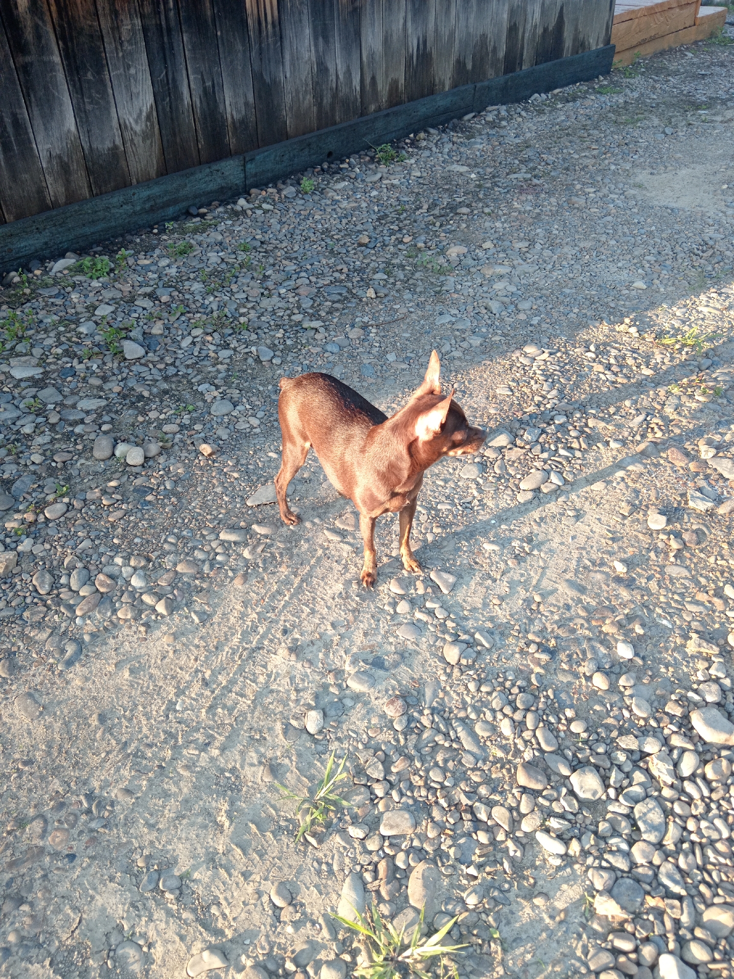 A small, brown dog stands on a gravelly path next to a weathered wooden fence. The dog is facing right, its ears perked up. The path is composed of various sized grey and brown stones, with patches of dry earth. The wooden fence is dark and appears aged, with vertical planks. Sunlight casts shadows across the scene, indicating it is either early morning or late afternoon. The environment suggests an outdoor setting, likely in a rural or semi-rural area. The location is specified as Novopokrovka, Russia.
