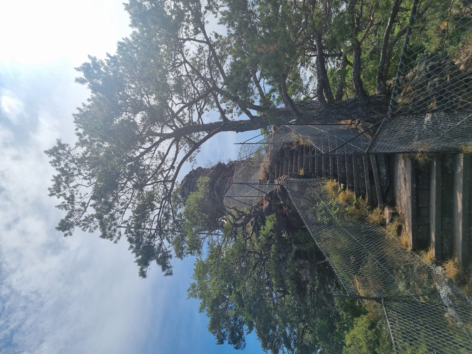 The image shows an outdoor scene with a stone staircase leading up a rocky incline, bordered by a chain-link fence. A large pine tree with prominent branches is positioned to the right of the staircase, with its foliage extending into the upper portion of the frame. The sky above is blue with scattered white clouds and a bright sun, creating lens flare in the upper right corner. The background reveals more greenery and rocky outcrops. This is a view of the historic Dahner Felsenland, a region in Dahn, Germany, known for its sandstone rock formations and hiking trails.