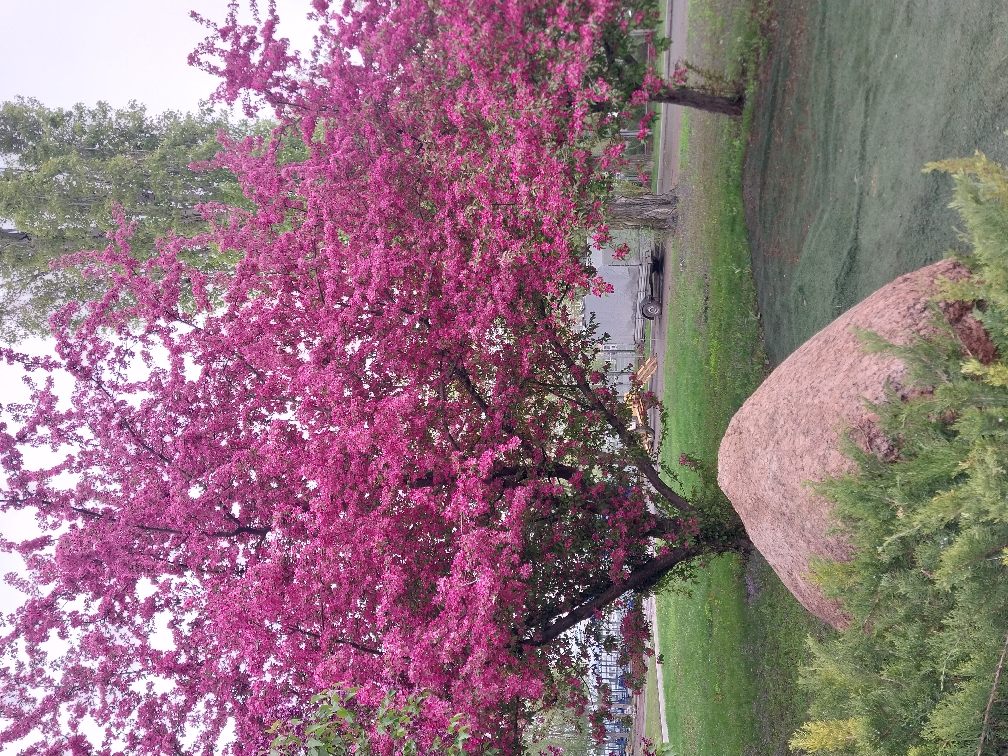 The image shows a vibrant pink flowering tree in Orenburg, Russia. The tree is the focal point, its branches laden with blooms. A large, weathered rock sits adjacent to the tree, partially obscured by green shrubs. In the background, there's a patch of green grass and a glimpse of a vehicle, possibly a trailer, behind a fence. Other trees with green foliage are visible in the distance. The sky appears overcast.
