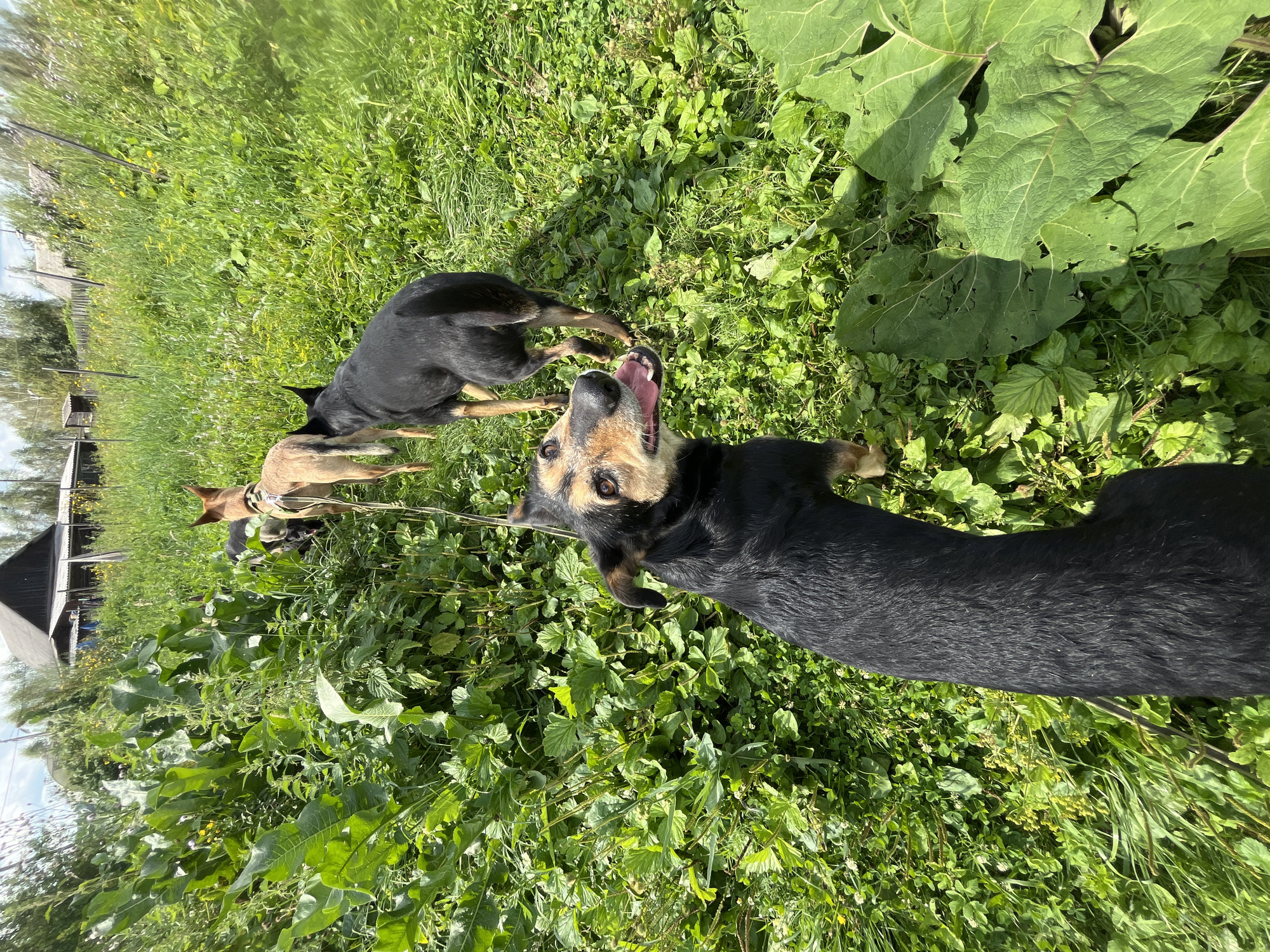 Three dogs are in a grassy outdoor area with lush green vegetation and some larger leafy plants. In the background, there are several simple wooden structures and a wooden fence, suggesting a rural or semi-rural setting, possibly on the outskirts of Nizhny Tagil, Russia. The dog in the foreground is black with tan markings and is looking directly at the camera with its mouth open and tongue out. The other two dogs, one tan and one black, are walking away from the camera, with the tan dog slightly ahead of the black one. The environment is bright and sunny, indicating daytime.