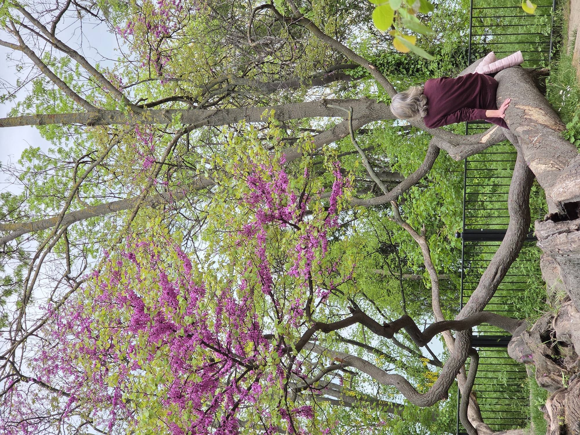 A woman is lying prone on a large, gnarled tree branch in what appears to be a park in Varna, Bulgaria. She has short, gray hair and is wearing a maroon long-sleeved shirt. Pink pillows are visible under her legs. The tree is in bloom with vibrant pink flowers and green leaves. A black metal fence is partially visible in the background, along with lush green grass and other trees. The sky is overcast.