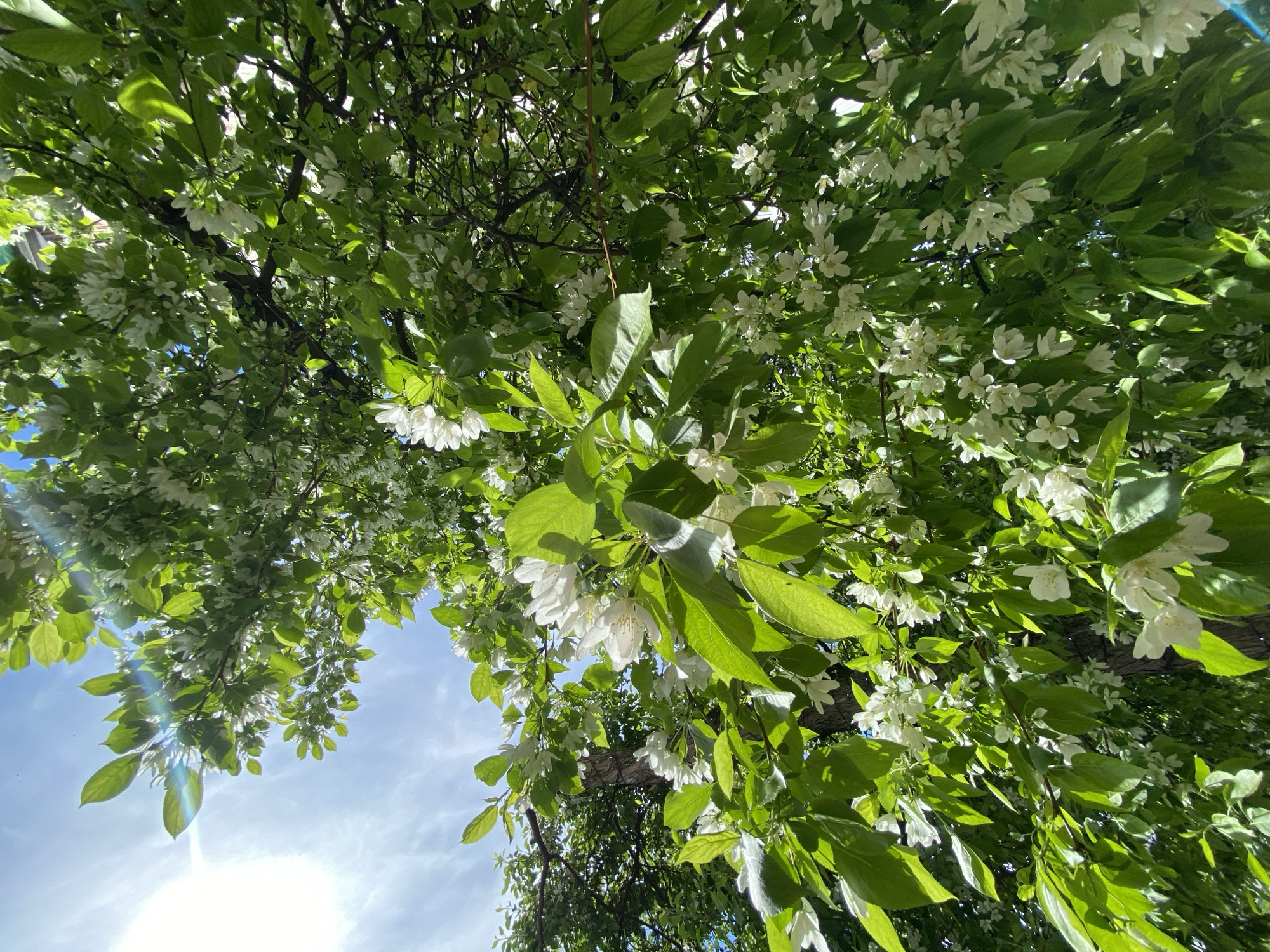 The image depicts a view looking upwards into the branches of a tree in full bloom. The tree has vibrant green leaves and numerous small white flowers, creating a dense canopy. Patches of blue sky are visible through the gaps in the foliage, with some wispy clouds. The bright sunlight creates strong contrasts between light and shadow on the leaves and flowers. The exact location within Votkinsk, Russia, cannot be determined from the image, as there are no specific landmarks or identifying features visible. There are no people visible in the image.