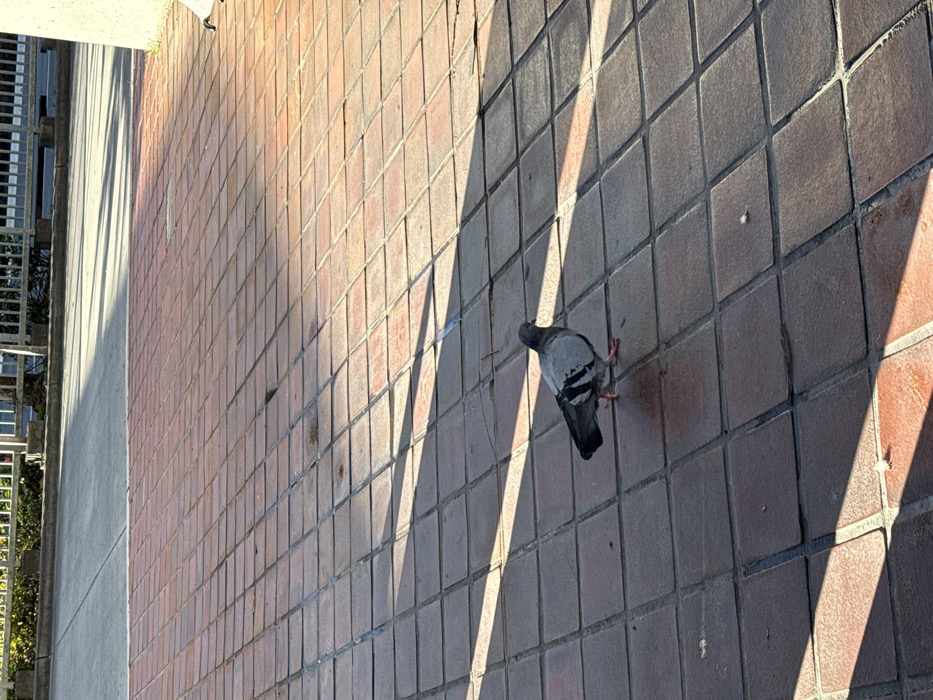 A pigeon stands on a brick sidewalk, casting a small shadow. The sidewalk is composed of square, reddish-brown bricks, laid in a grid pattern. Strong sunlight creates alternating bands of light and shadow diagonally across the bricks. A building's edge and possibly a metal fence are visible along the left side of the frame. The image is taken from a slightly elevated perspective, looking down at the scene.