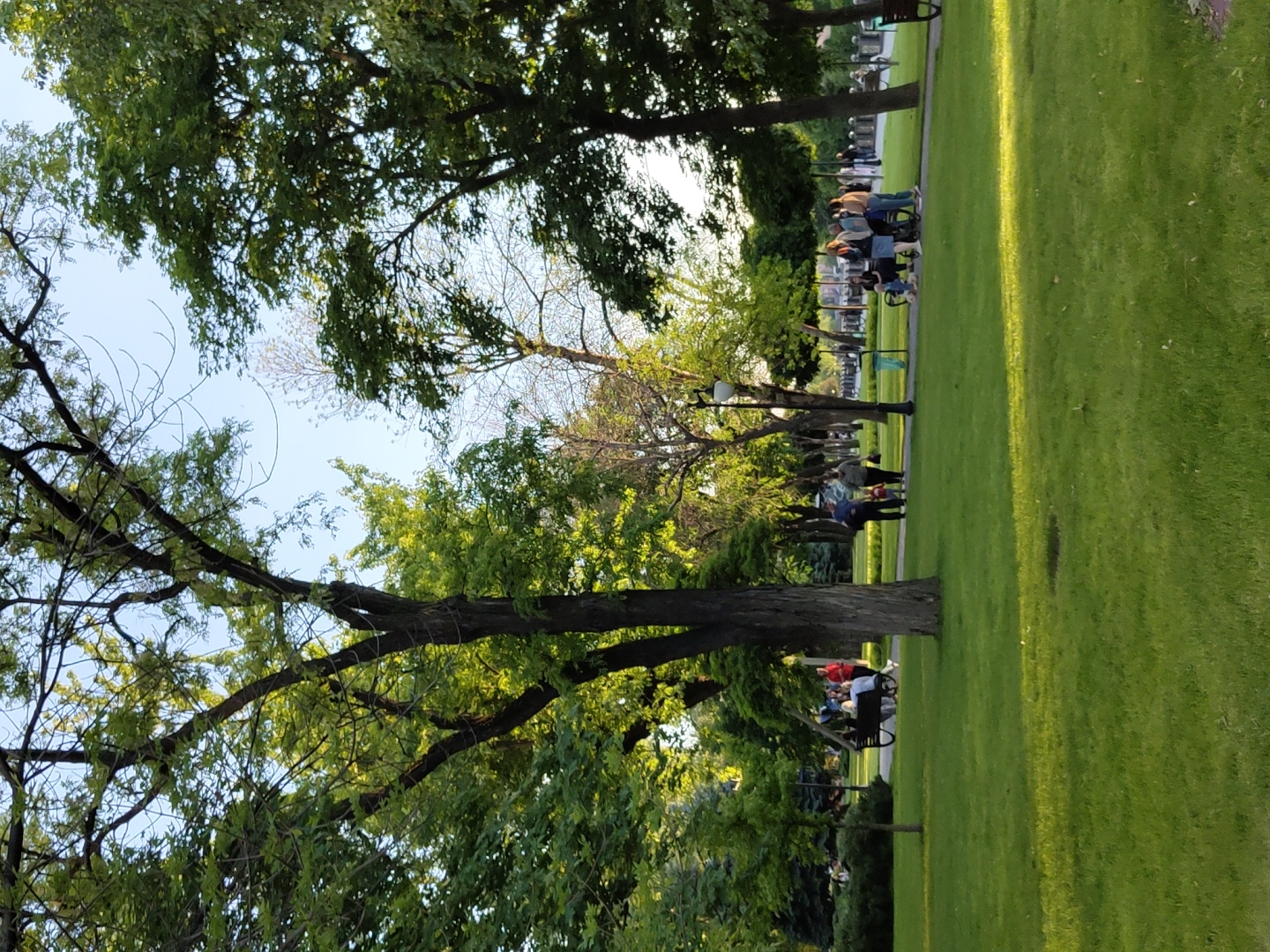The image depicts a serene and vibrant park scene, suggesting a late afternoon or early evening setting.
**Subjects:** The foreground and midground are dominated by several large, mature trees with dense green foliage, their dark trunks forming natural frames. A wide, well-maintained expanse of bright green grass occupies the right side of the frame and extends towards the bottom. A paved or gravel path winds through the left-center of the image, bordered by more trees. Several people are scattered along this path; they appear in small groups or as individuals, some walking, others standing or gathered. At least one dark park bench is visible, with individuals seated upon it. Two classic-style streetlights or lampposts are also present along the path.
**Activity or event taking place:** The scene portrays casual leisure activity. People are enjoying the park, strolling, standing, and relaxing on benches. There is no indication of a specific event, but rather a typical, peaceful day in a public green space.
**Notable details:** The time of day is clearly late afternoon or early evening, characterized by the warm, golden sunlight that illuminates the grass and the upper parts of the tree foliage. This light creates long, distinct shadows across the grassy areas. The sky, visible through the tree canopy, is clear and bright blue, indicating sunny weather. The overall atmosphere is tranquil and relaxed. The park appears well-kept, with neatly trimmed grass and established trees. There are no overt location cues to identify the specific park or city.
**Visible text:** There is no visible text anywhere in the image.