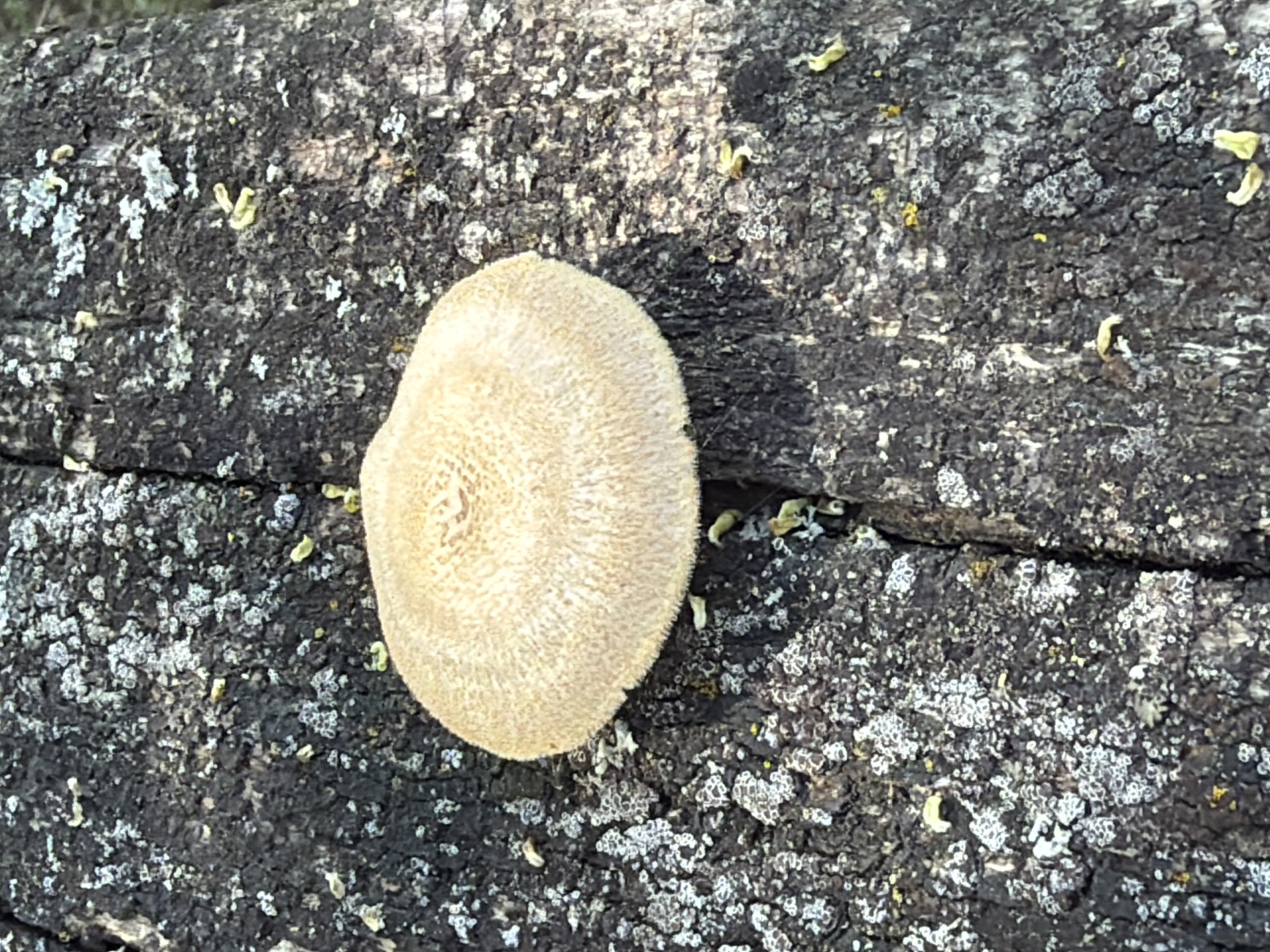 The image presents a detailed close-up of a circular, pale tan fungus adhering to dark, deeply fissured tree bark, located in Pazardzhik, Bulgaria. The fungus, positioned centrally, exhibits a textured upper surface with concentric rings and a slightly fuzzy perimeter. The surrounding bark is extensively covered with irregular patches of light grey and white crustose lichens, alongside scattered small, irregular yellowish-green growths. A prominent vertical fissure in the bark bisects the scene, passing directly beneath the fungus. No people or actions are depicted.
