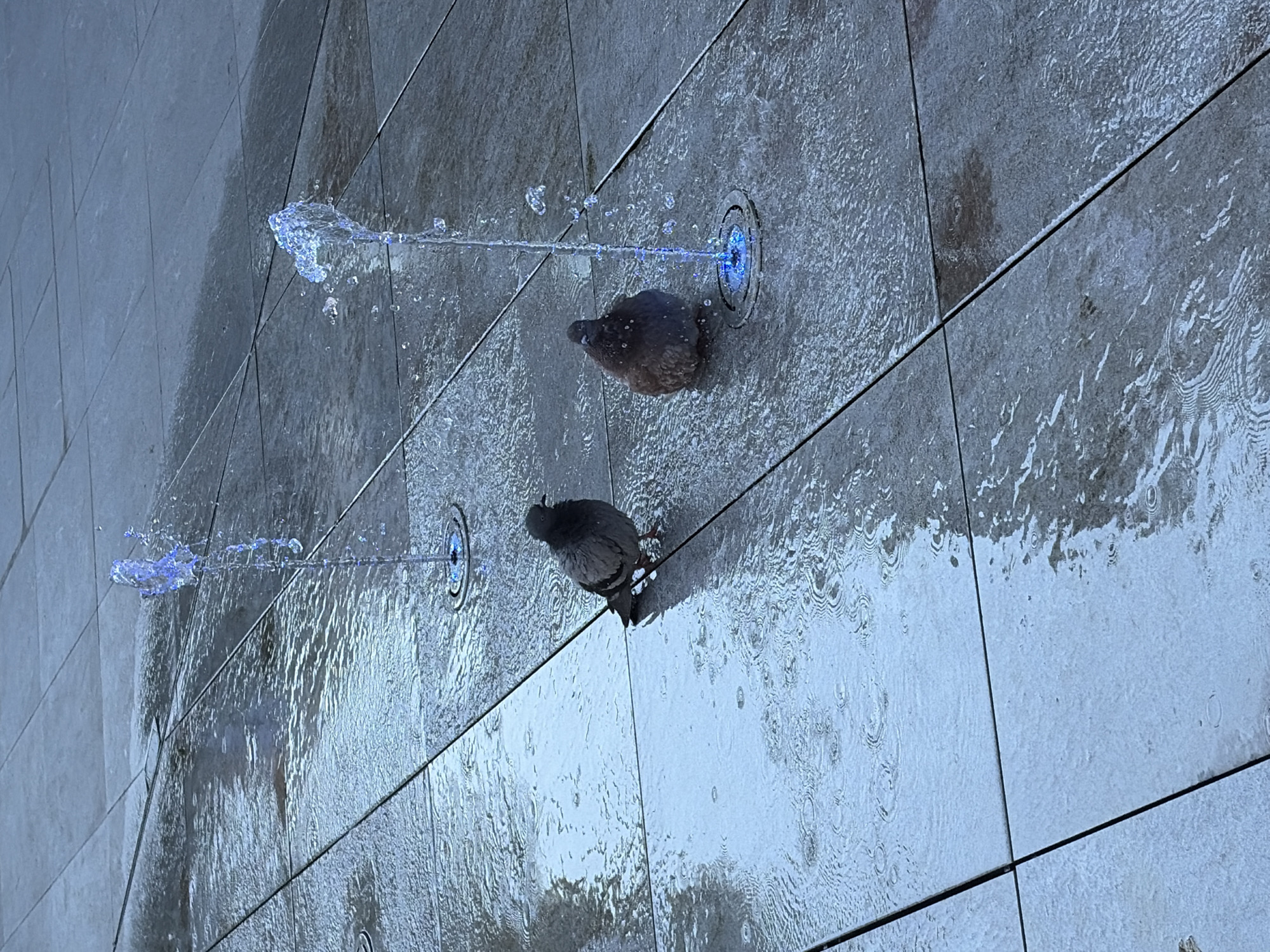 Two pigeons stand on a wet, tiled surface, near two small fountains. The fountains spray water upwards and are illuminated with blue light. The tiles are grey and appear to be part of an outdoor plaza. One pigeon is facing left and the other is facing forward. The water from the fountains is creating ripples on the tiled surface.