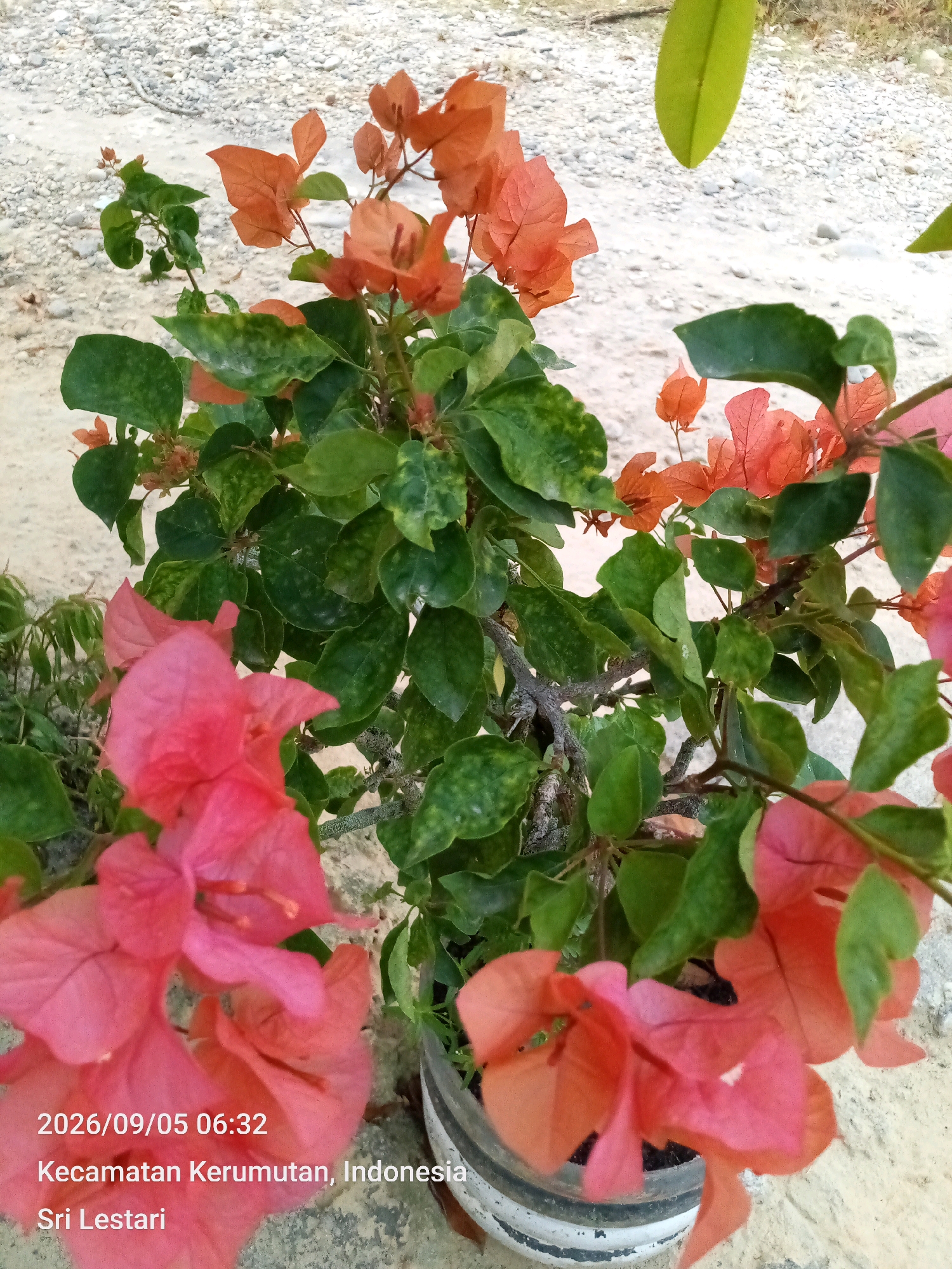 A close-up, eye-level shot shows a flowering bougainvillea plant in a pot, with its vibrant pink and orange bracts and green leaves dominating the frame. The plant is situated outdoors, with a gravelly, sandy ground visible in the background, along with some pebbles. The lighting appears natural, suggesting it was taken during the day. Text overlay in the bottom left corner indicates a timestamp of "2026/09/05 06:32", and the location as "Kecamatan Kerumutan, Indonesia", with the name "Sri Lestari".