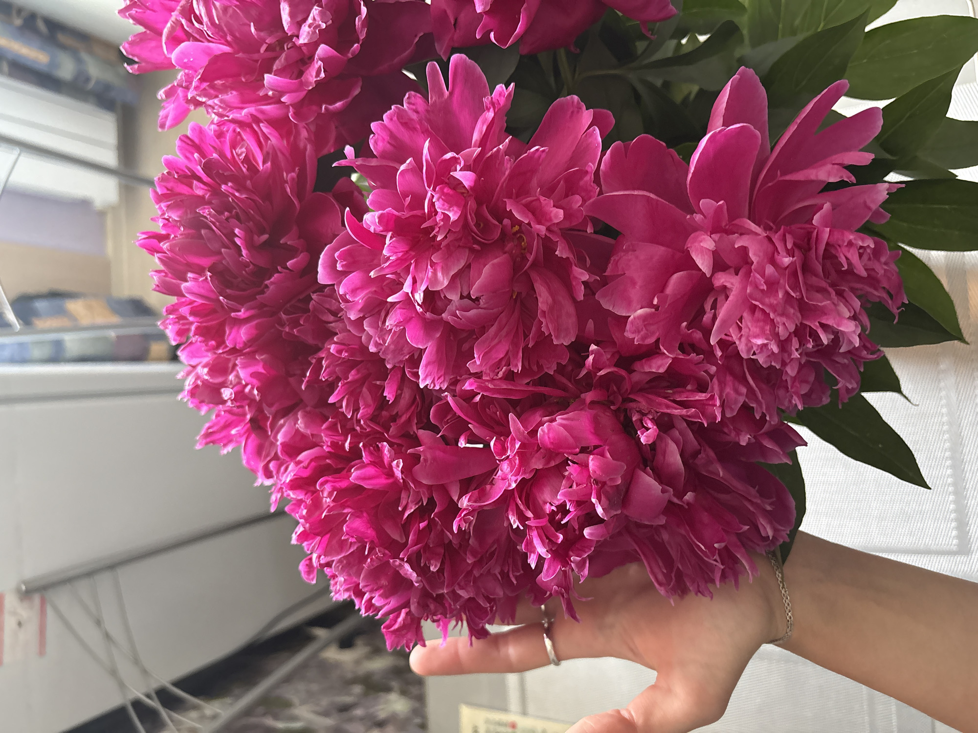 In a domestic indoor setting, a bouquet of vibrant pink peonies is prominently displayed. A person's hand, adorned with a silver ring and a delicate bracelet, is positioned to the left of the flowers, gently supporting them. The background suggests a room with a window, where sunlight filters through, highlighting the intricate details of the peony petals. The scene appears to be located in the city of Perm, Russia, based on the provided information.