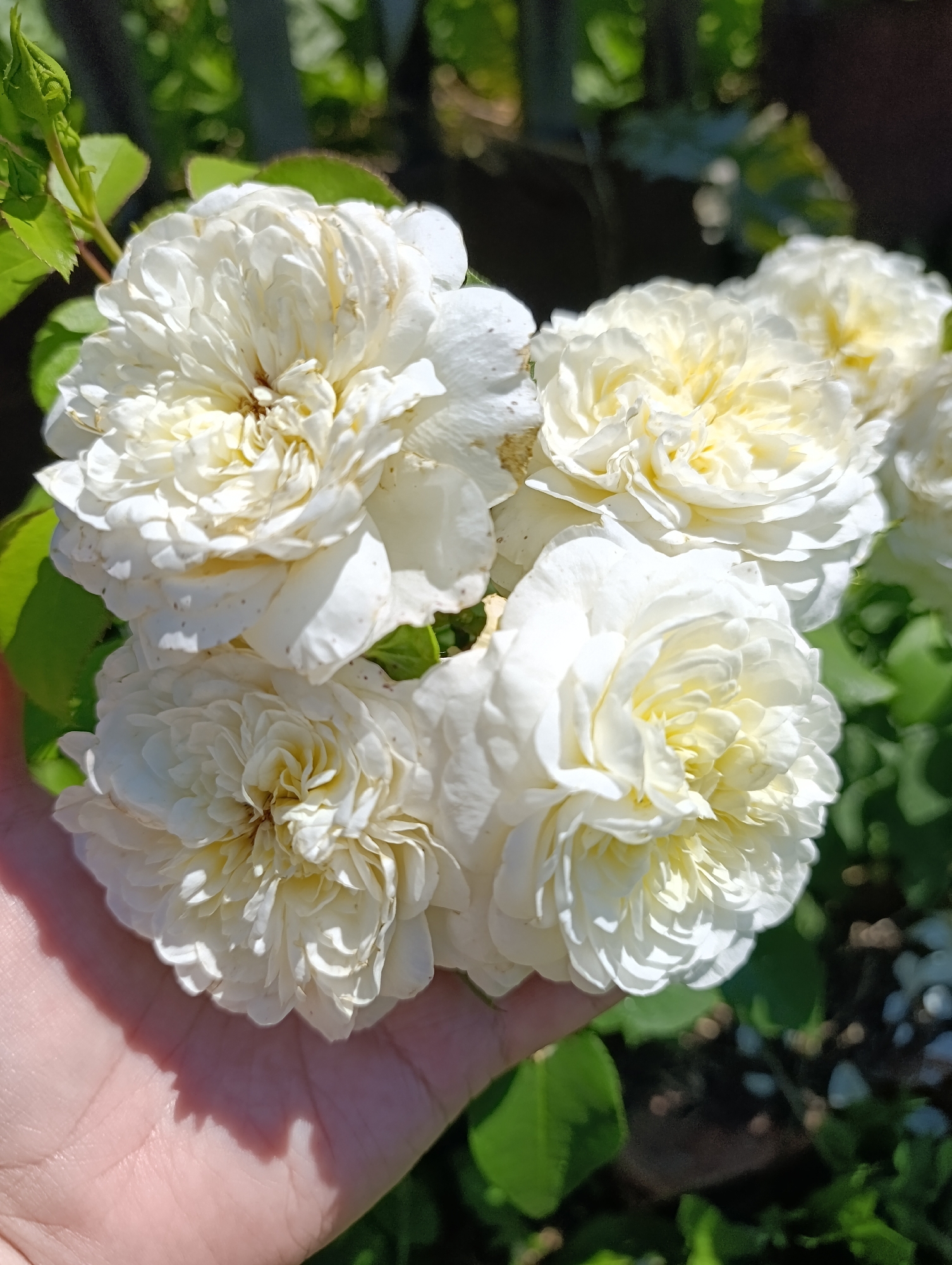 In Lobkovo, Russia, a hand gently cradles a cluster of white roses bathed in sunlight. The roses, with their delicate, ruffled petals, are the central focus, their creamy white hues tinged with yellow at the center. Some petals show slight browning and wilting, indicating they are fully bloomed. A single green rosebud peeks out from the left, hinting at future blooms. The background is a blur of green foliage and dark shadows, suggesting an outdoor setting, likely a garden. The hand, positioned in the lower left quadrant, is a light skin tone and its palm casts a soft shadow on the roses, indicating the direction of the sun. The image is taken from a slightly elevated angle, looking down at the hand and roses.