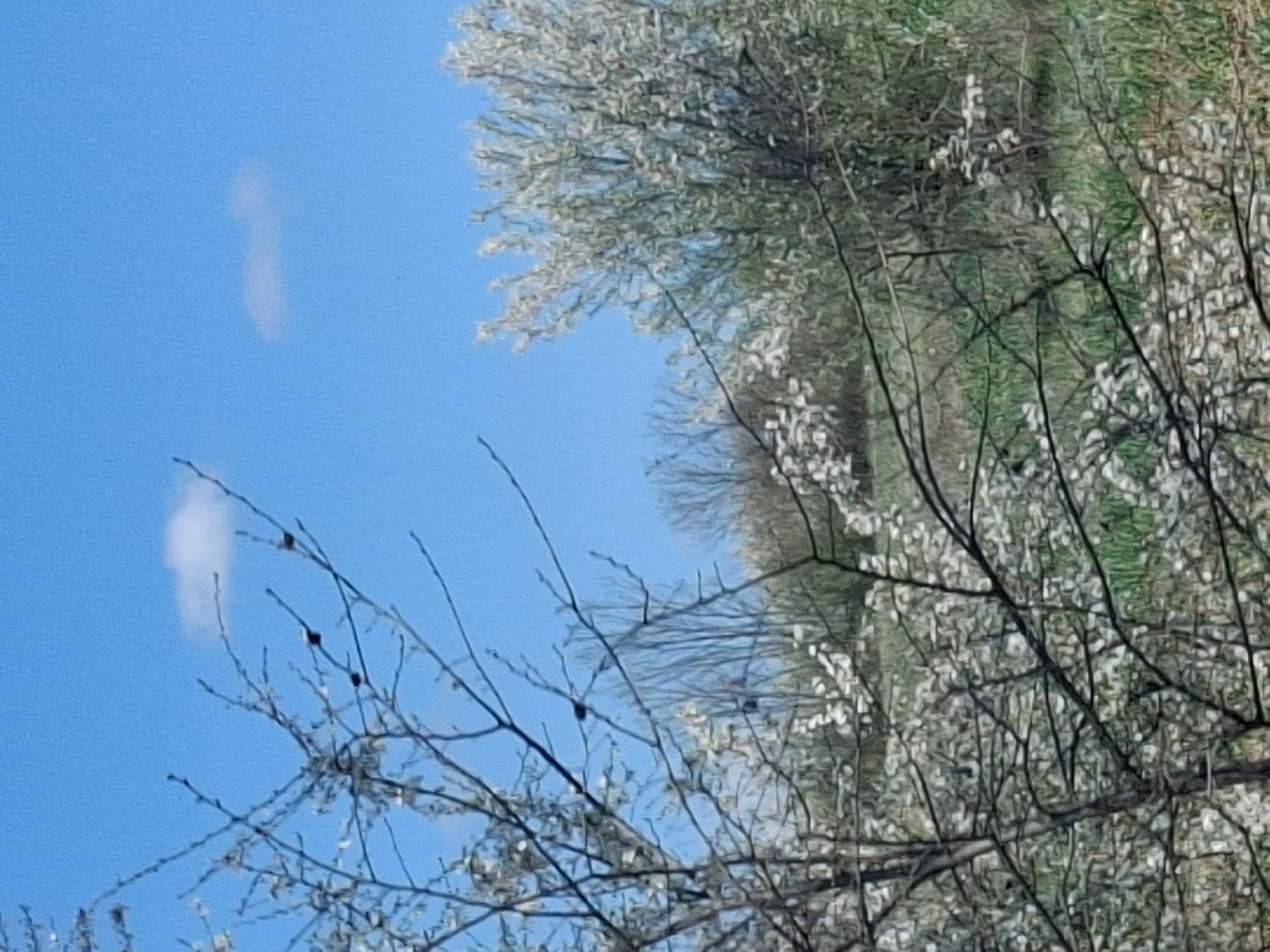 The image shows a view of trees with white blossoms against a clear blue sky. Some of the branches are bare with a few small dark berries visible. Green foliage appears in the background behind the trees. The location is unspecified but is meant to be Studeno Buche, Bulgaria.