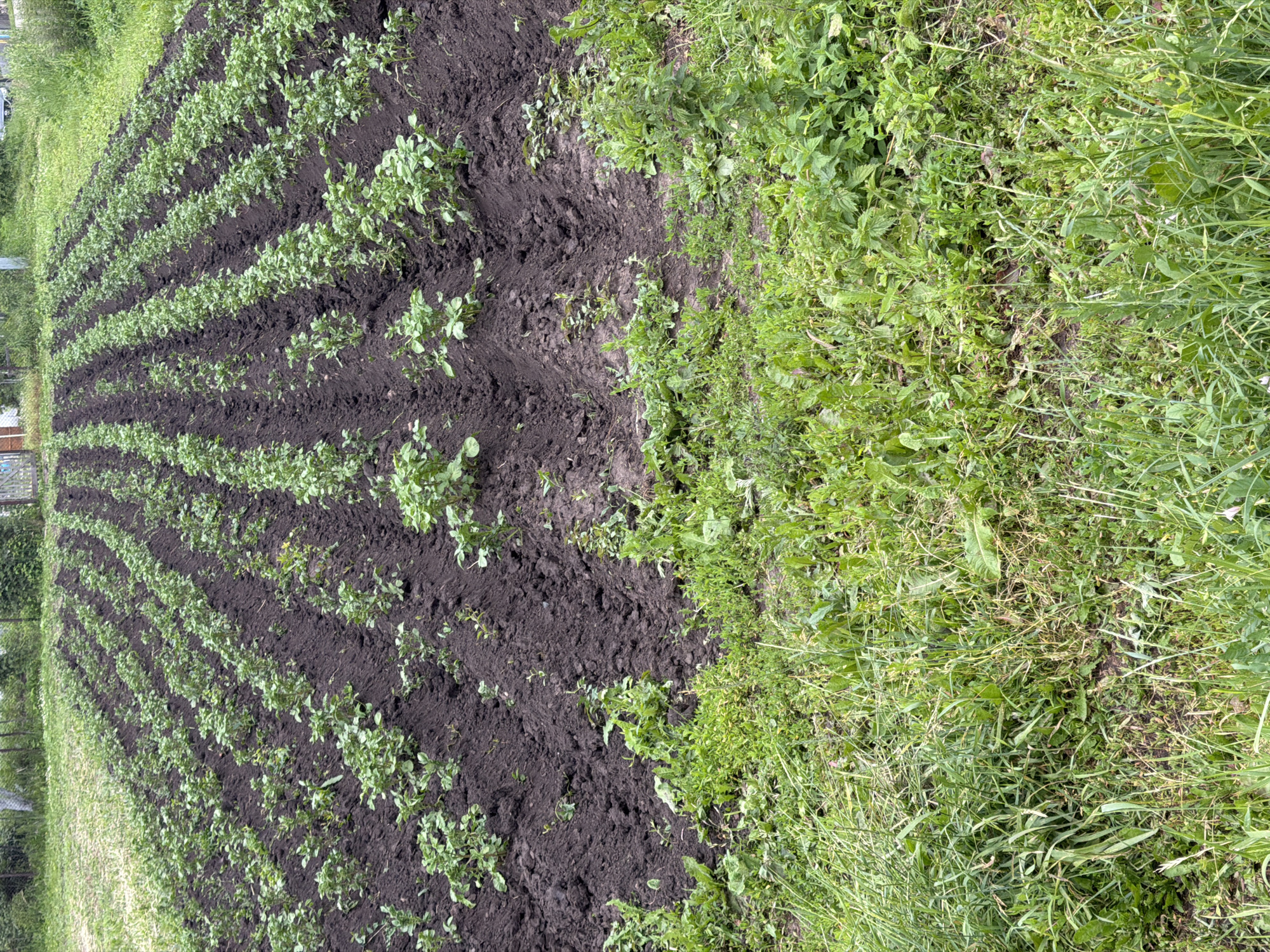 An outdoor, eye-level, vertical shot captures a field of young potato plants. The plants are arranged in neat rows, with dark soil between them. Some of the potato plants are small and leafy, while others are slightly larger and more developed. The field extends into the background, where more rows of plants can be seen. The foreground of the image is filled with tall green grass and other wild plants. The overall impression is one of a rural agricultural setting. The photograph was taken in Unknown, Unknown.