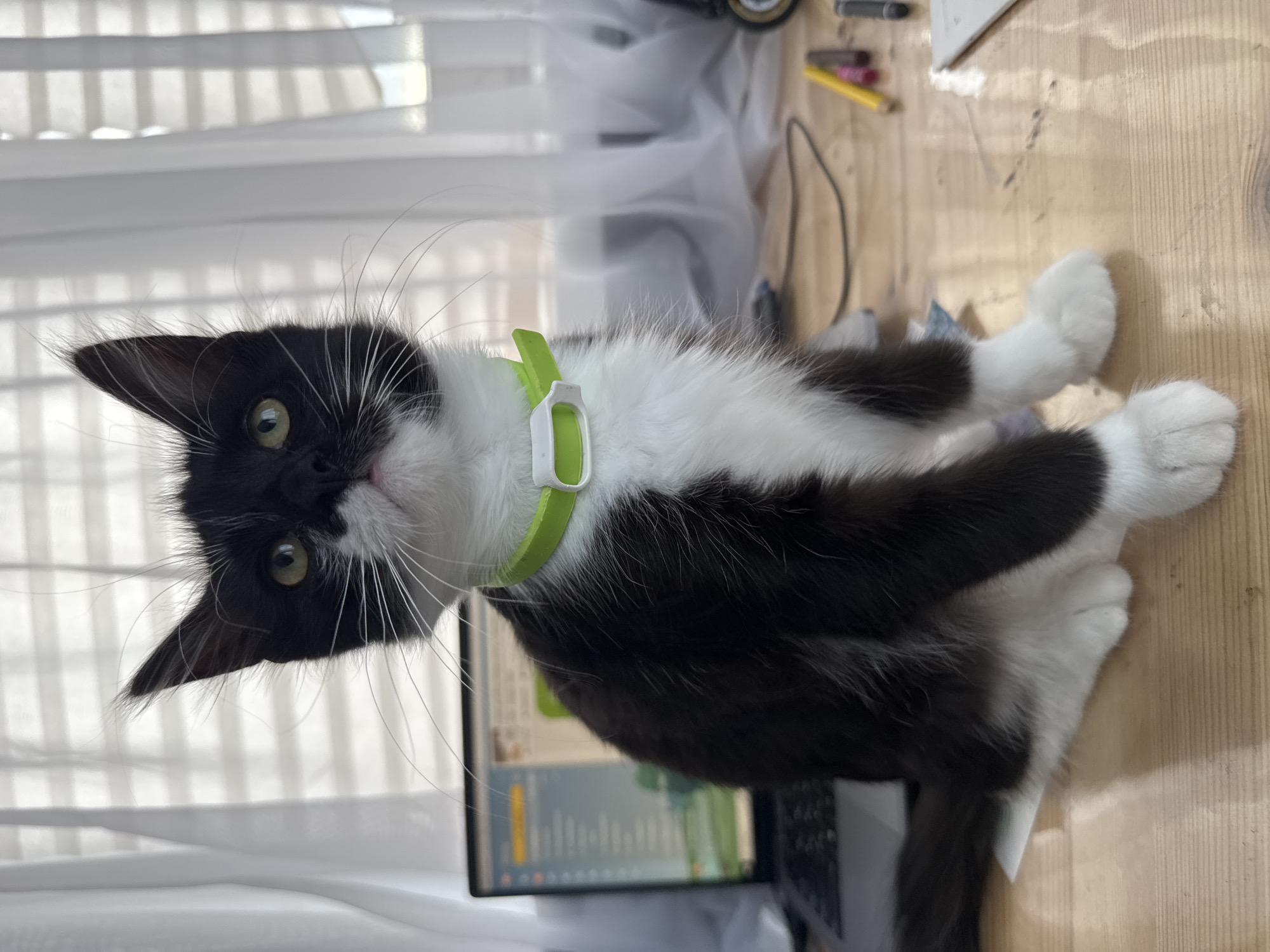 In Kempelevo, Russia, a black and white kitten sits on a wooden desk in front of a laptop with a blurry screen. The kitten is wearing a bright green collar with a white tag. Curtains hang in the background. The desk also has a few pencils and what appears to be a roll of tape. The overall scene suggests a domestic indoor environment.