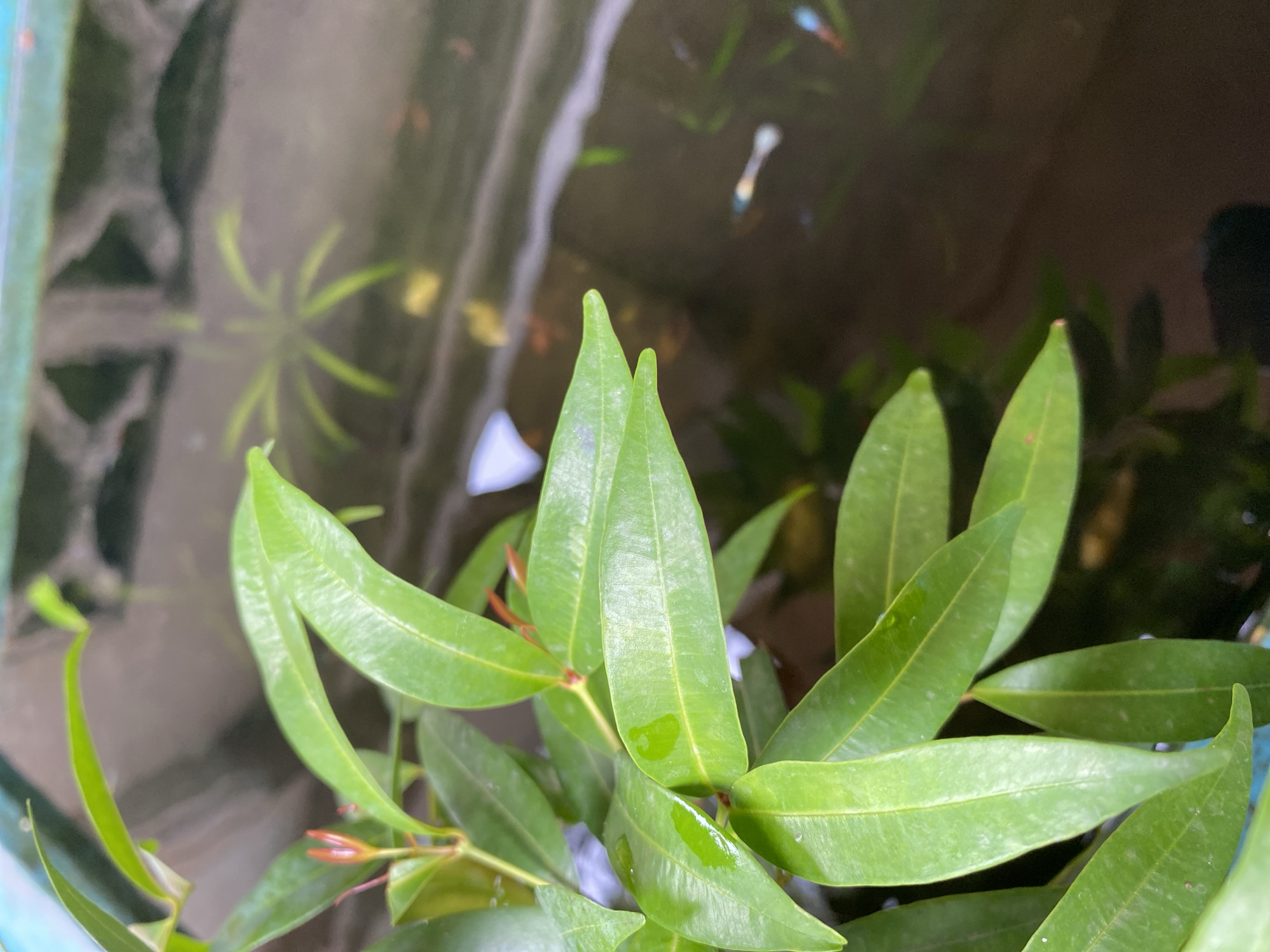 This image depicts a close-up view of lush green leaves of a plant, with water visible in the background. Several small fish, likely guppies, are swimming in the dark water. The scene suggests an outdoor environment, possibly a garden or pond. The location is identified as Lambaro Kueh, Indonesia.