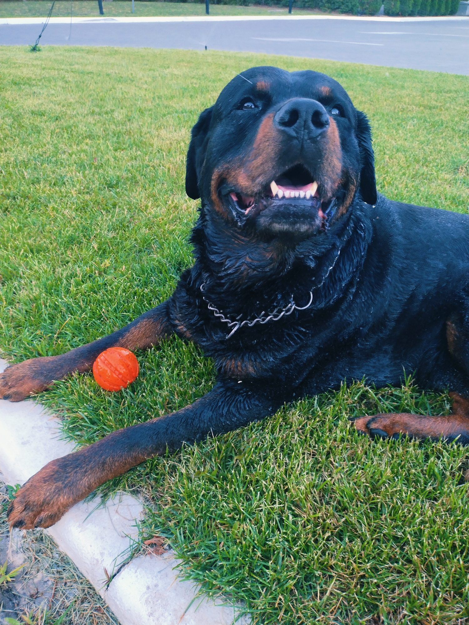 In Horishni Plavni, Ukraine, a large, black Rottweiler with tan markings lies on a vibrant green lawn. The dog, appearing wet, has its mouth open, revealing its teeth and tongue, and is looking upwards towards the camera. A silver chain collar adorns its neck. To its left, a small, textured orange ball rests on the grass near the dog's front paw. The dog is positioned on a well-maintained grassy area adjacent to a paved surface, possibly a road or sidewalk, with a concrete curb separating the lawn from the pavement. The background shows a blurred out road with some greenery and what appears to be a utility pole.