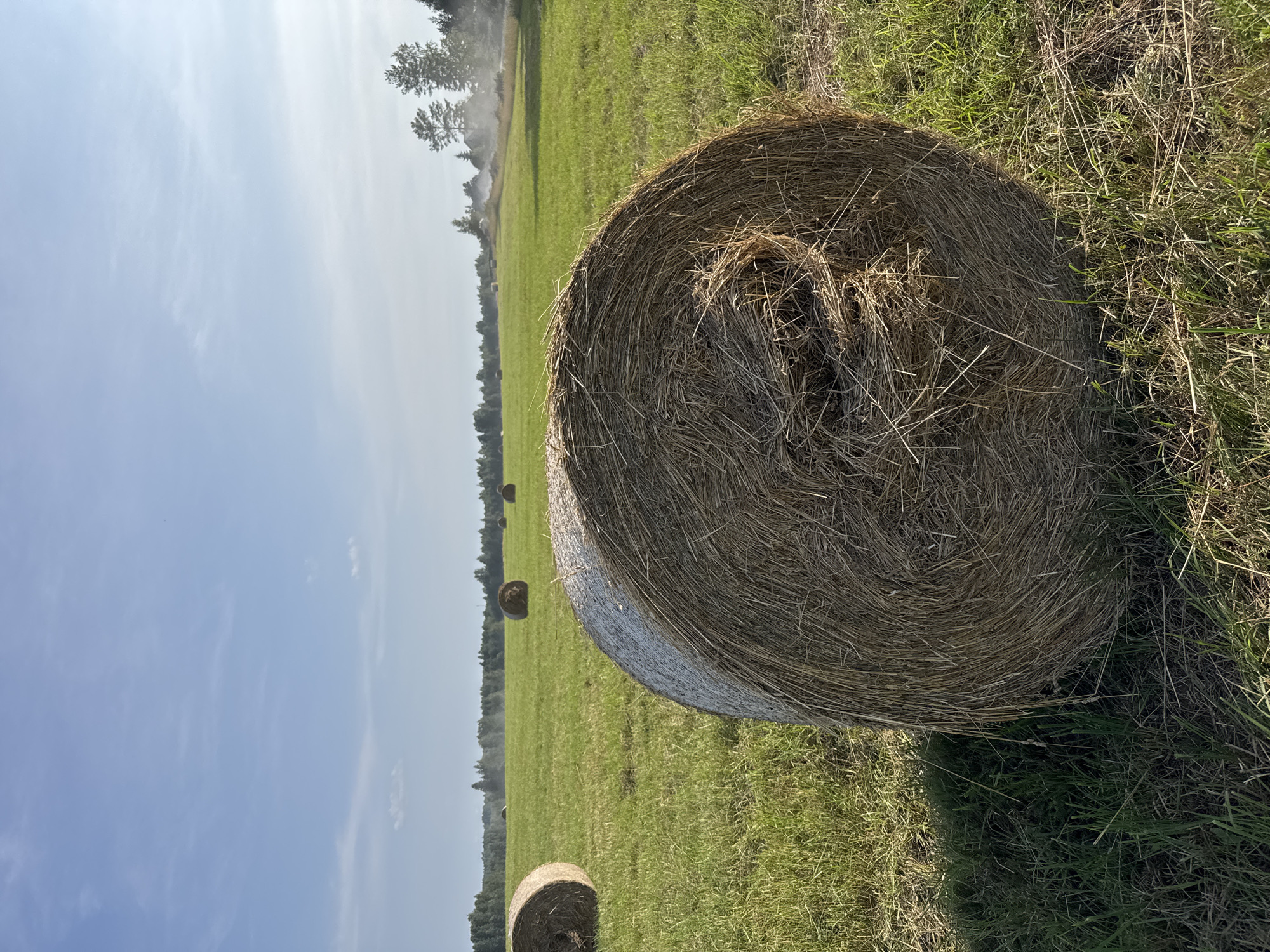 This is a photograph of a rural landscape on a clear, sunny day. In the foreground, a large, round bale of hay sits on a green, grassy field. The hay bale is tightly rolled, with straw visible on its surface. Further back in the field, several other hay bales are scattered across the landscape. The field extends to a line of trees in the distance, with a hazy, possibly dusty area suggesting some activity, perhaps a tractor or harvesting machinery. The sky is a light blue with a few wispy white clouds. The overall scene depicts a countryside setting, likely a farm or agricultural land.