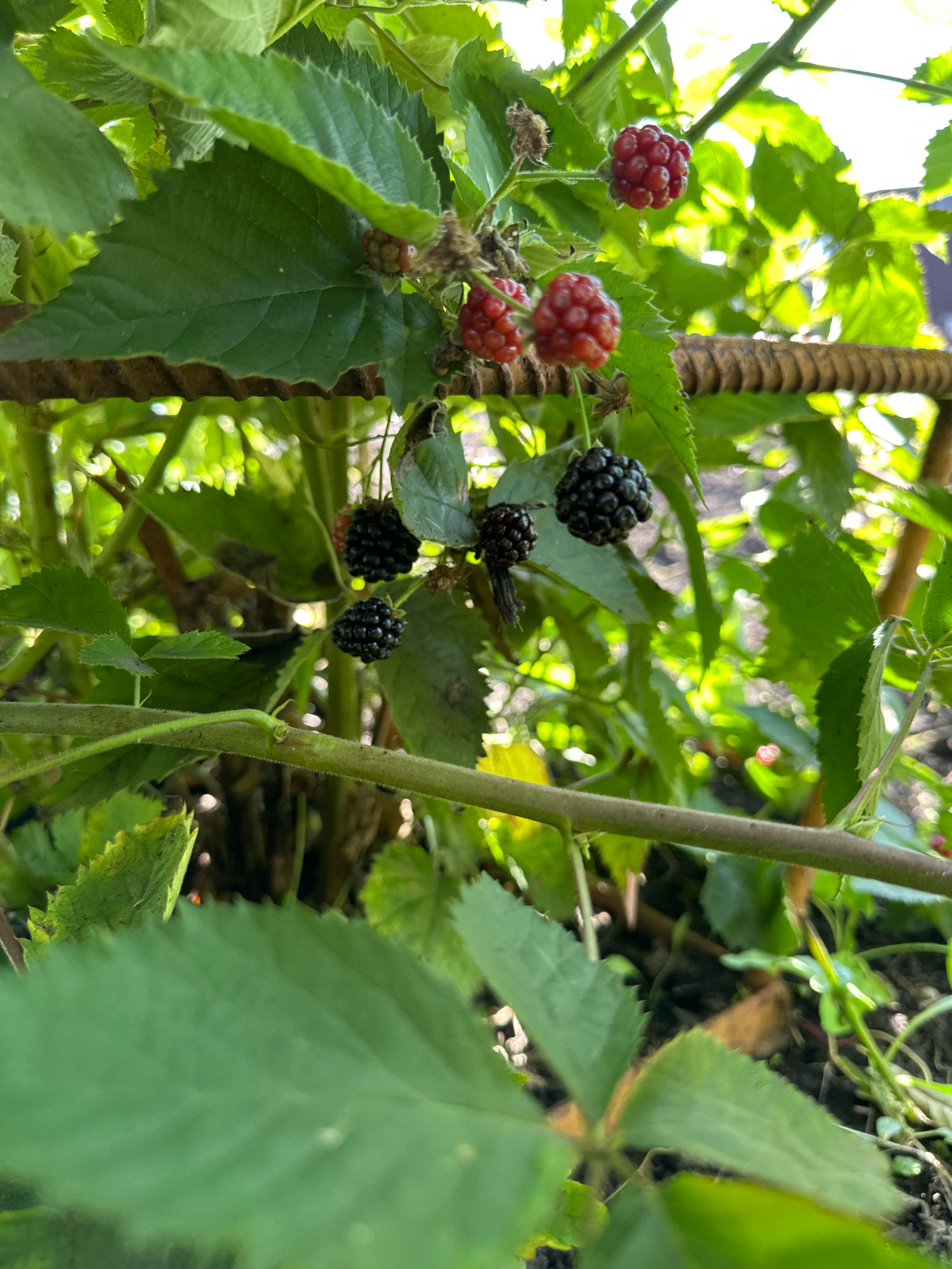 The image shows a close-up of blackberry bushes with ripe and unripe berries. Several dark purple blackberries hang from thin stems, some partially obscured by green leaves. A few lighter red berries are also visible, indicating different stages of ripeness. The bushes are growing around what appears to be a piece of rusted metal rebar, possibly part of a garden structure or fence. The background consists of lush green foliage and dappled sunlight, suggesting an outdoor setting. The scene is set in a garden or natural area. There are no people or animals visible in the image. The location is identified as Buinsk, Russia.