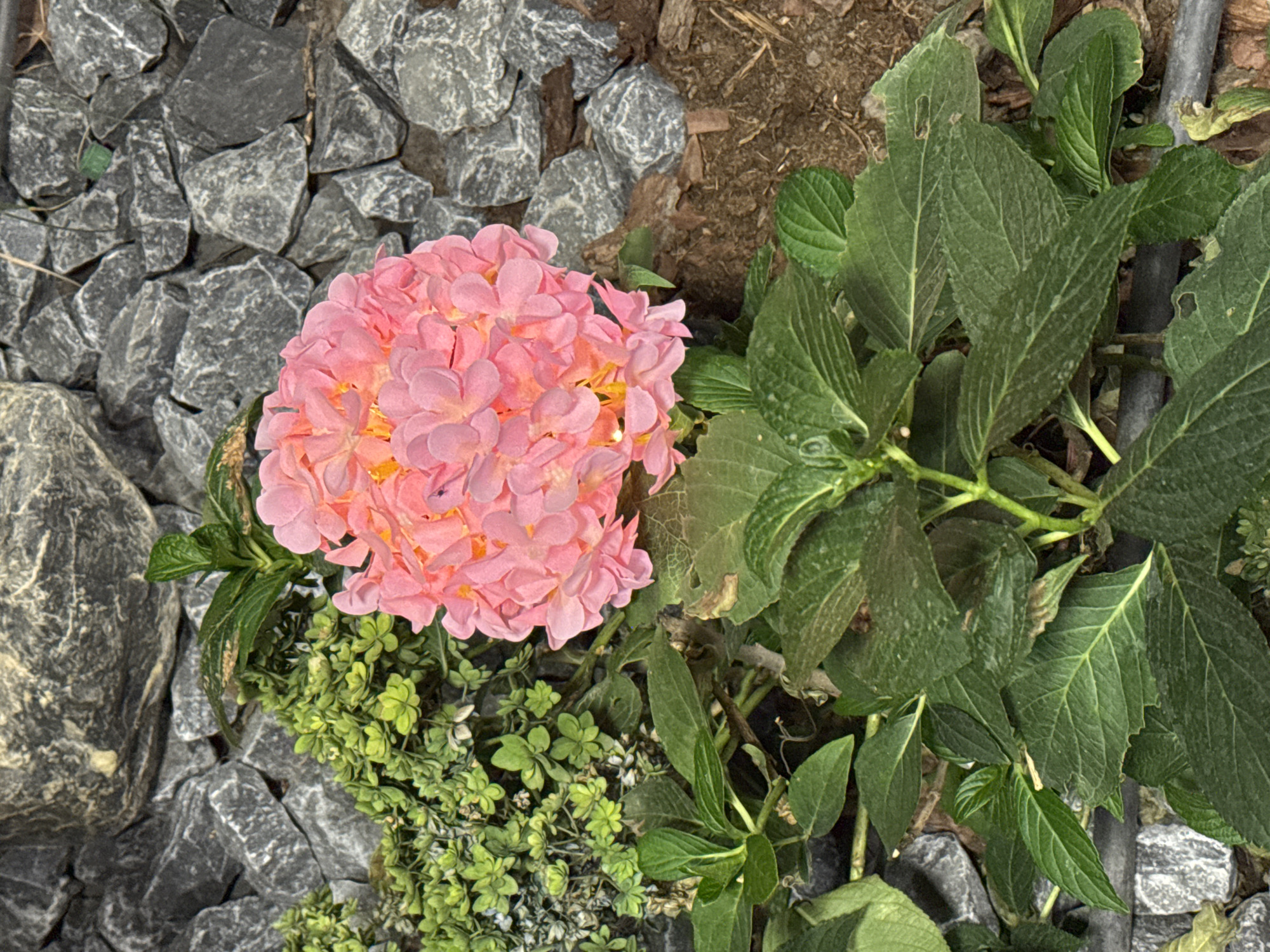The image shows a close-up of a vibrant pink hydrangea bloom, surrounded by lush green foliage and grey gravel. The hydrangea's petals are tightly clustered, with a warm yellow glow emanating from its center, suggesting it might be illuminated by artificial light. To the left of the hydrangea, a patch of smaller, dense green plants adds texture and contrast. The background is filled with rough, grey gravel and some dry brown mulch, typical of landscaping. The scene appears to be outdoors, likely in a garden setting. The image does not depict any people or specific actions, focusing solely on the natural elements. The location is identified as Tash-Moinok, Kyrgyzstan.