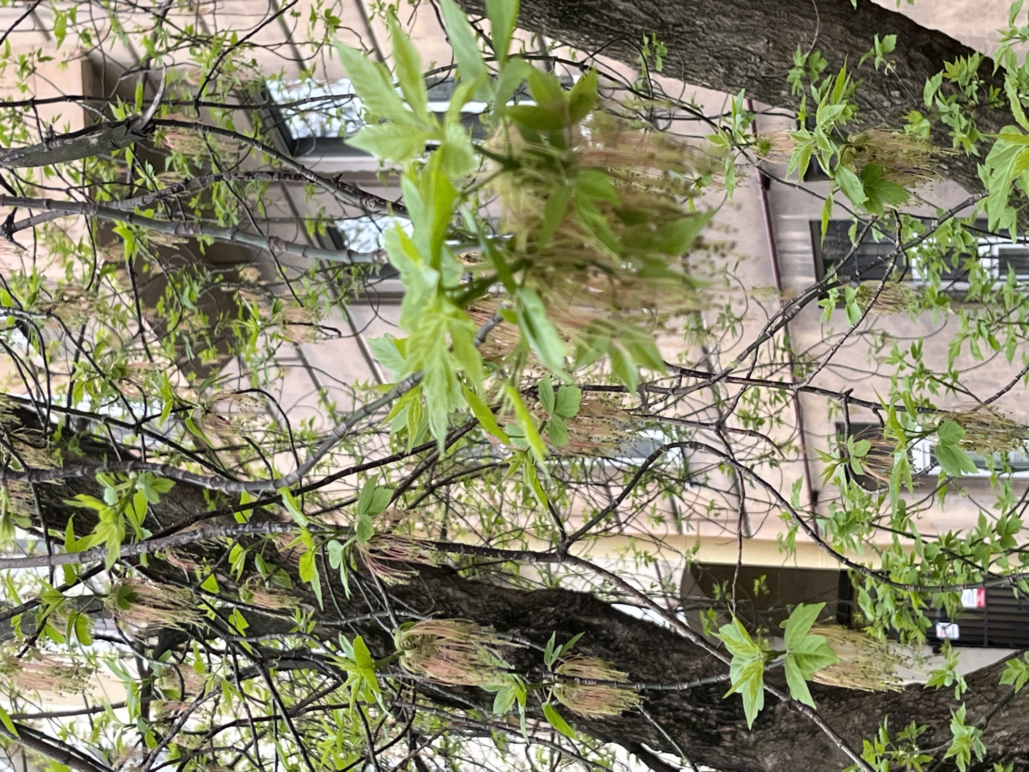 The image, taken in the city of Saint Petersburg, Russia, shows a close-up view looking up into the branches of a tree. New leaves, still pale green, are emerging, along with distinctive, elongated flower clusters that appear beige. The tree's bark is rough and dark. In the background, blurred by the depth of field, a building facade is visible, featuring windows. The overall scene suggests a spring setting.