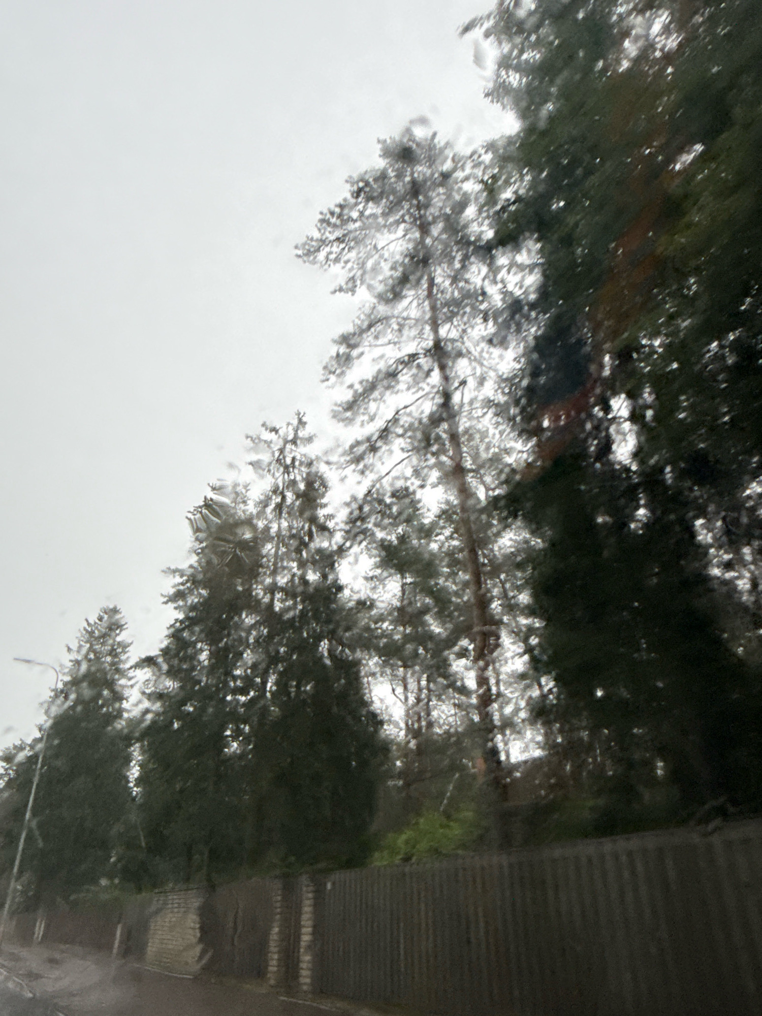 This media file depicts a rainy day scene in Tallinn, Estonia, viewed through a window with water droplets. Tall evergreen trees, likely pines and firs, dominate the upper portion of the image, their dark foliage a stark contrast against the overcast, bright white sky. The trees are tall and appear to be part of a forest or a densely wooded area. In the foreground, a weathered fence made of wooden planks runs horizontally across the lower part of the frame. Adjacent to the wooden fence, there is a section of a brick wall, also showing signs of age. To the left of the frame, a street light or lamppost is partially visible, its pole slender and extending upwards. The ground appears wet, suggesting recent rainfall, and the overall mood is somber and muted, characteristic of a cloudy, wet day. No people are visible in the image, and there is no discernible text. The time of day is unclear due to the overcast conditions, but the light suggests it is daytime.
