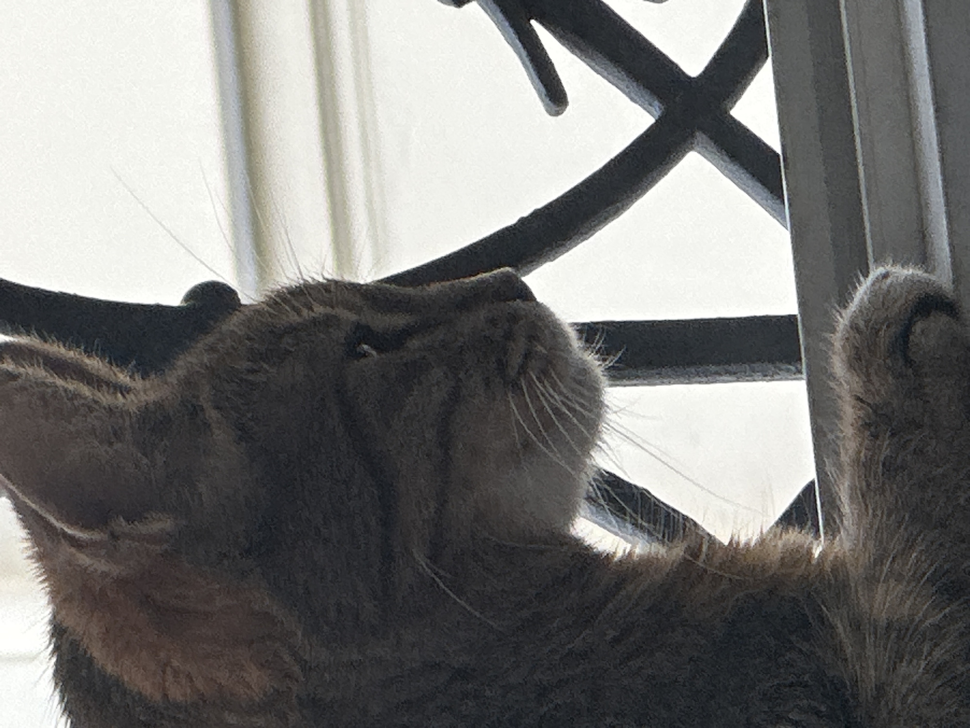 A close-up, side-view shot captures a tabby cat's face, partially obscured by its dark fur. The cat is perched on a ledge, with a decorative black metal railing in the background. The railing has an ornamental, crisscrossed design. Beyond the railing, a white, textured surface, possibly siding or a wall, is visible. The cat's gaze is directed towards the right, its eyes partially closed, giving it a relaxed or contemplative appearance. The lighting suggests an outdoor setting, possibly during the day, with a bright light source illuminating the scene from the right. No specific landmarks or contextual clues are present to determine the exact location within Paris, France.