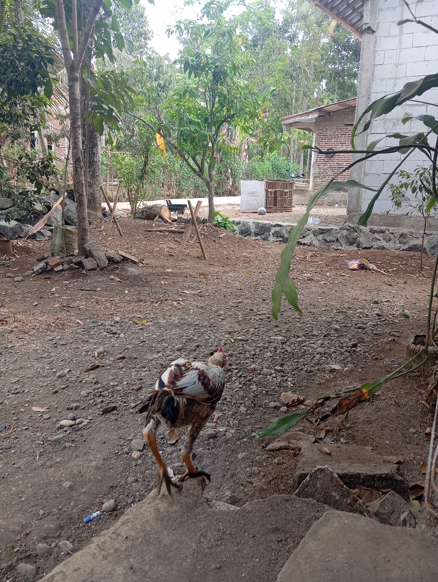 This image depicts an outdoor scene in Kedungbenda, Indonesia. In the foreground, a rooster with brown, white, and black feathers is walking on a dirt and gravel path, its body angled away from the camera. The rooster has prominent talons and a thin leg. To the left and slightly behind the rooster, another rooster's head and neck are visible. The ground is covered with small stones, dirt, and scattered dry leaves.
Behind the roosters, there is a rough, uneven terrain with scattered rocks and debris. Several trees with lush green foliage are present, some with visible trunks. In the midground, there is a rustic wooden cage and a white cylindrical object. Further back, a building with a brick wall and a corrugated roof is visible, along with more trees and vegetation. The overall environment suggests a rural or semi-rural setting. A white plastic tube or straw is lying on the ground near the rooster in the foreground.