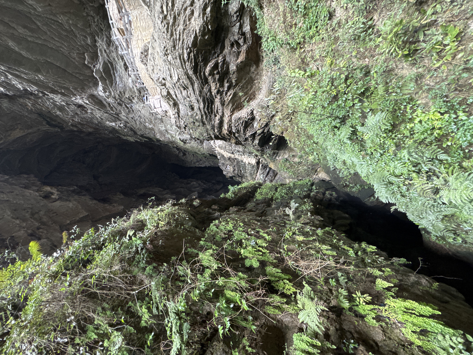 The image captures a scene inside a large cave, possibly a karst cave system, located in Wulong District, China. The view is from a high vantage point looking down into the cave. The cave walls are primarily rock, with sections covered in dense green vegetation, including ferns and other plants. The cave's ceiling is visible and displays geological formations and a wooden scaffolding structure. The foreground is dominated by the vegetated cave walls, leading down to a dark, undefined cave floor or deeper section. No people are visible in the image. The overall impression is that of a natural, somewhat inaccessible cave environment.